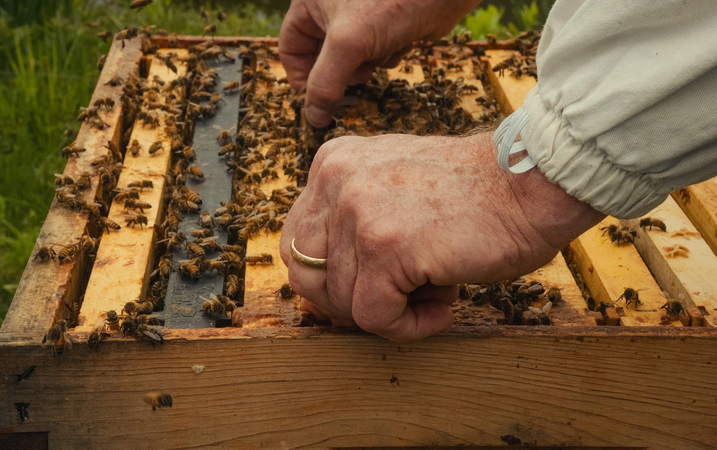 Honey & Hive-34.jpg