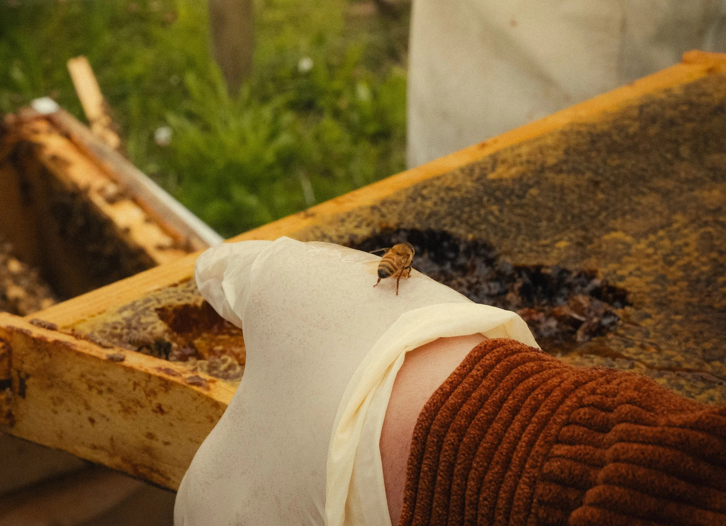 Honey & Hive-23.jpg
