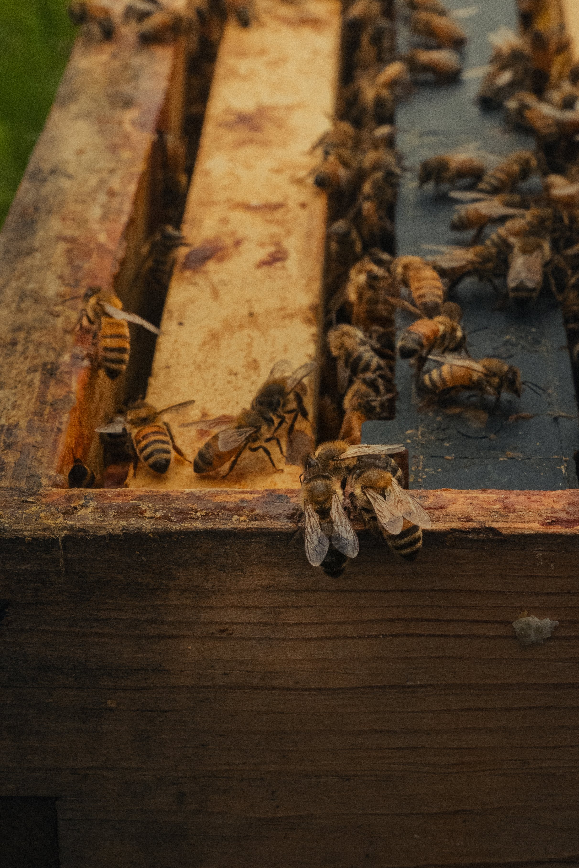 Honey & Hive-30.jpg