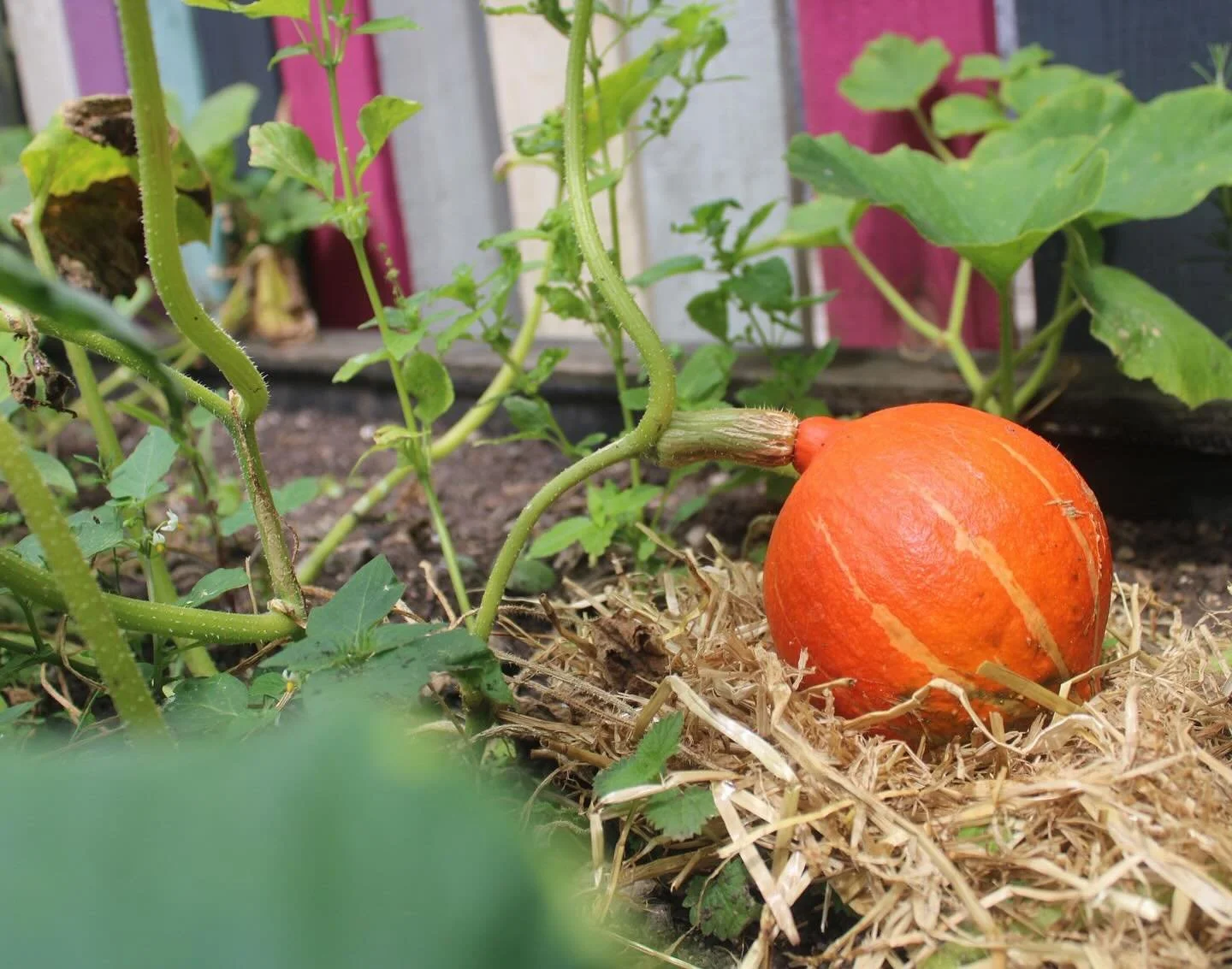 Nothing more satisfying than seeing beautiful veg growing in unassuming spaces 🥬🌱

As part of our project at HMP Bristol, we&rsquo;ve supported the prison in their plans to enhance their small kitchen garden 🪴 Bristol is a small, Victorian prison,