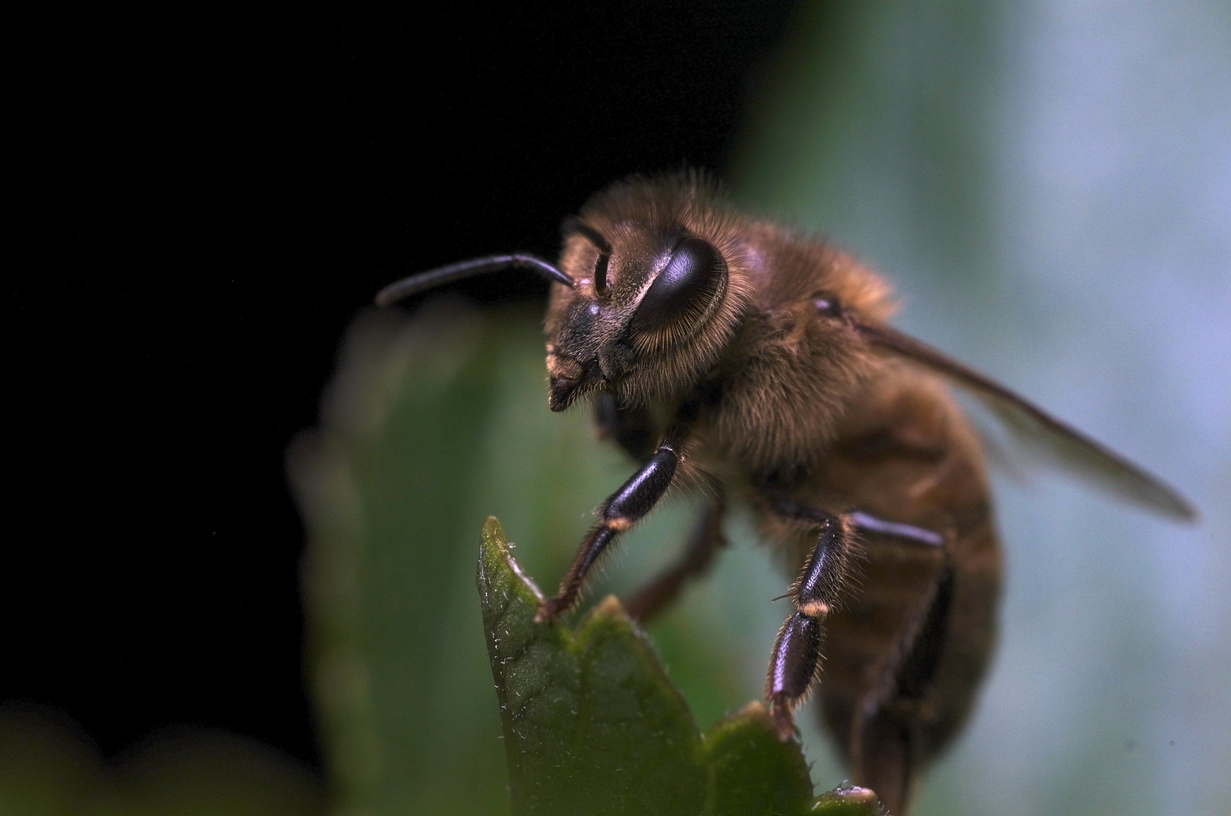 honeybee-night.jpeg