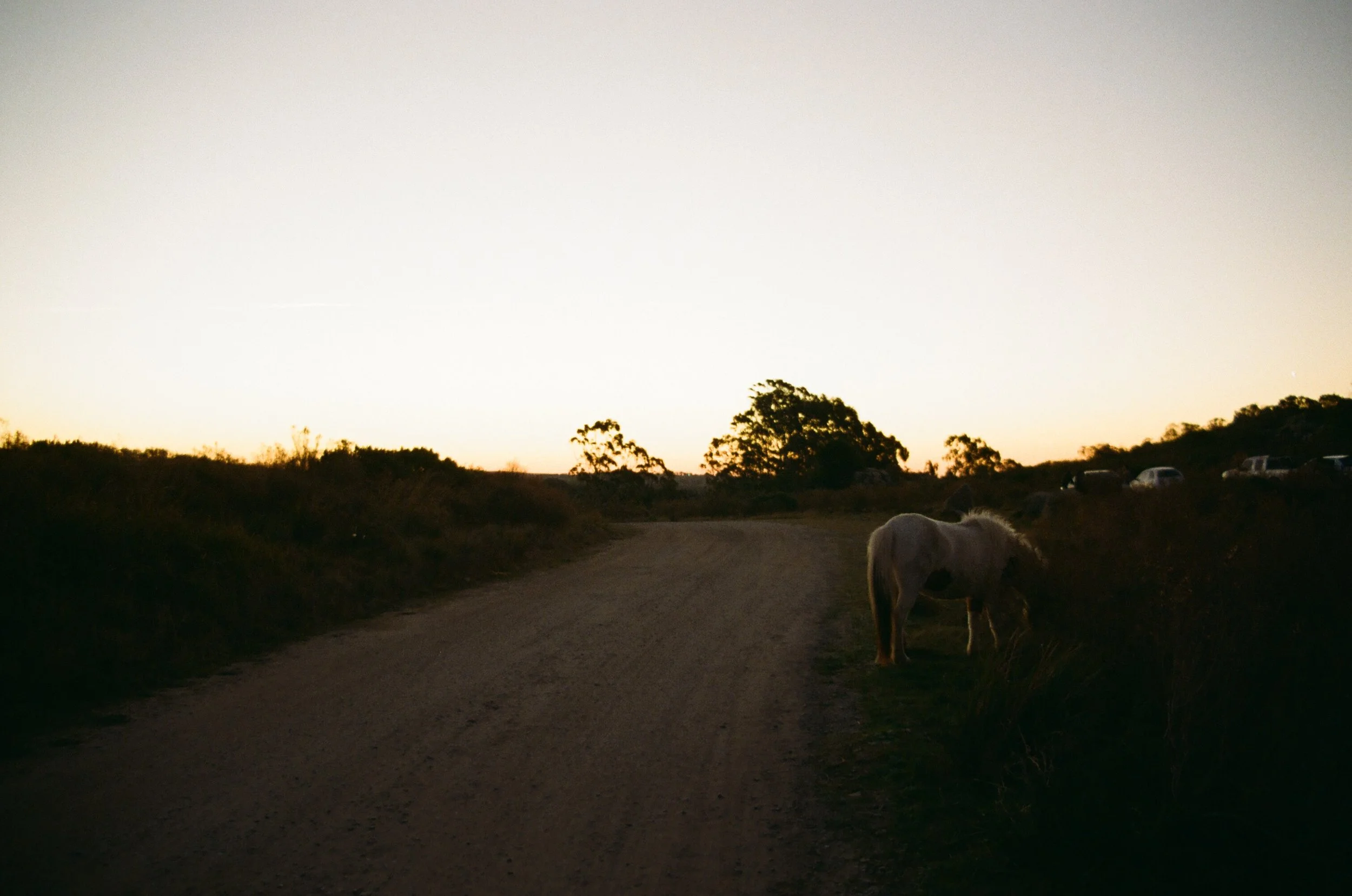 A white horse grazing near a dirt road at sunset with trees in the background and several parked cars on the right side.