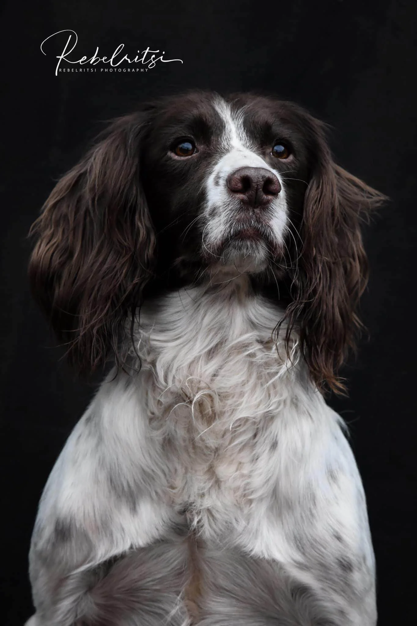 Dave the Springer Spaniel's professional headshot photo
