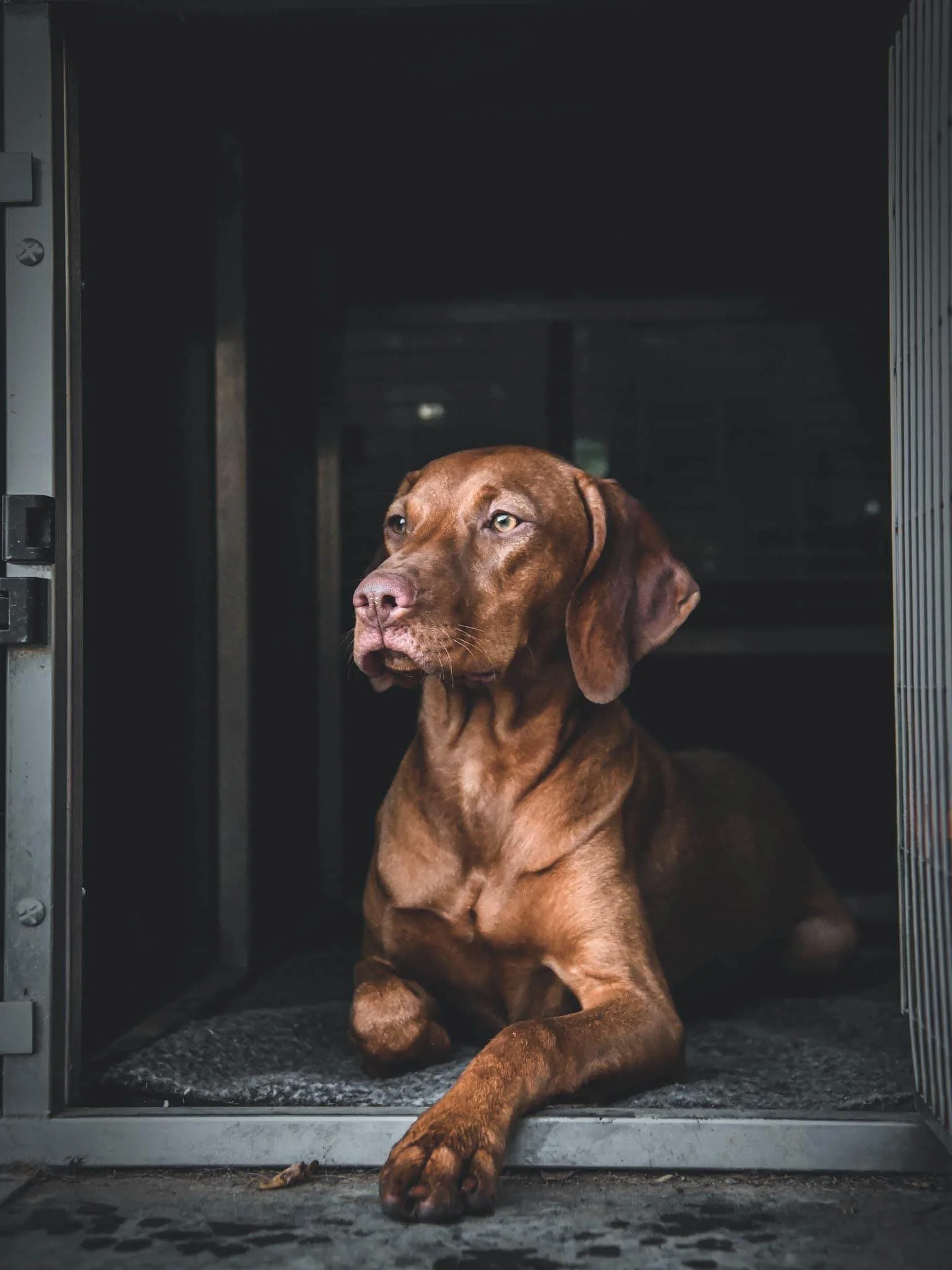 Keepa the Vizsla dramatically looking out a door way