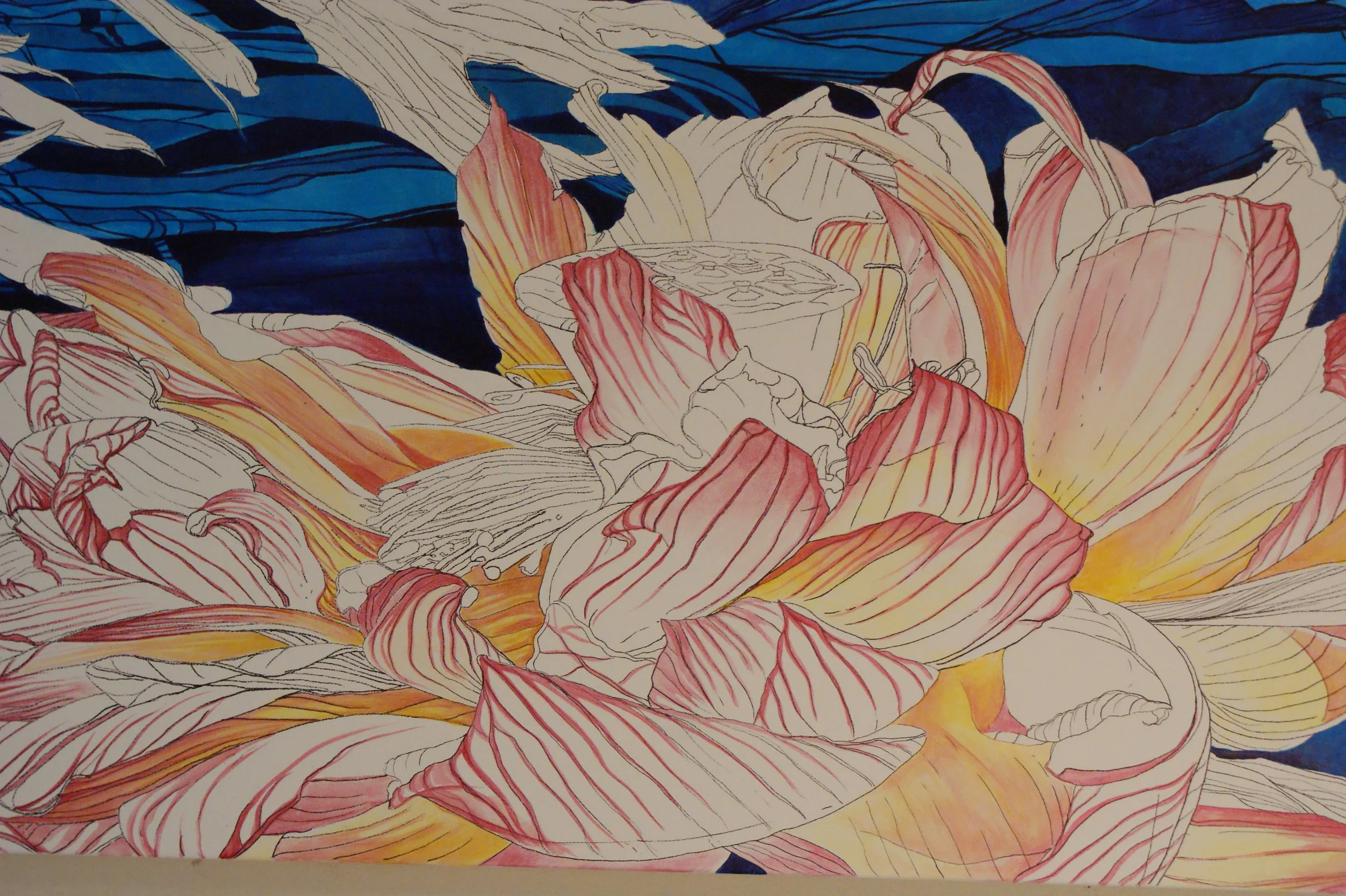 Lotus and Koi 3rd day 001.JPG