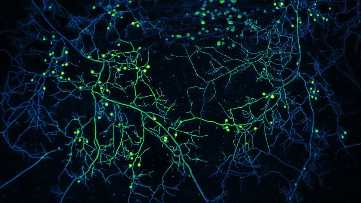 The Racial Justice Summit Website: Your Home for All Things Summit