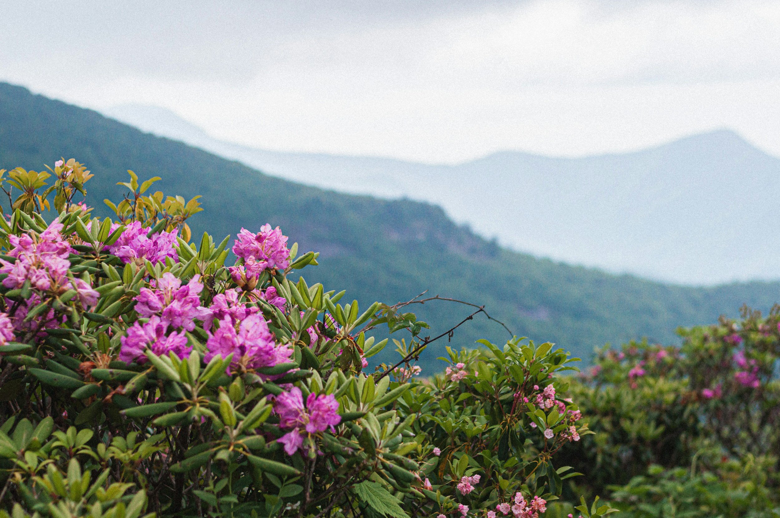 Pink azalea flowers in the foreground with green leaves, mountains covered in trees in the background, and an overcast sky.