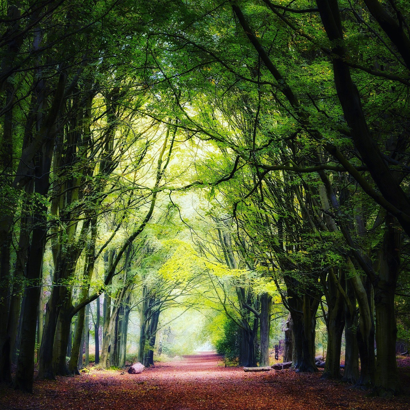 Read about my love of trees in my memoir, Story Carrier: A Collection of Tales of the Disappeared. Photo by my friend Colin in Norfolk Co., England. 

#treestreestrees#memoriesforlife#exile#stories#womenempowerment#spirituality#marymagdalene#blackmad