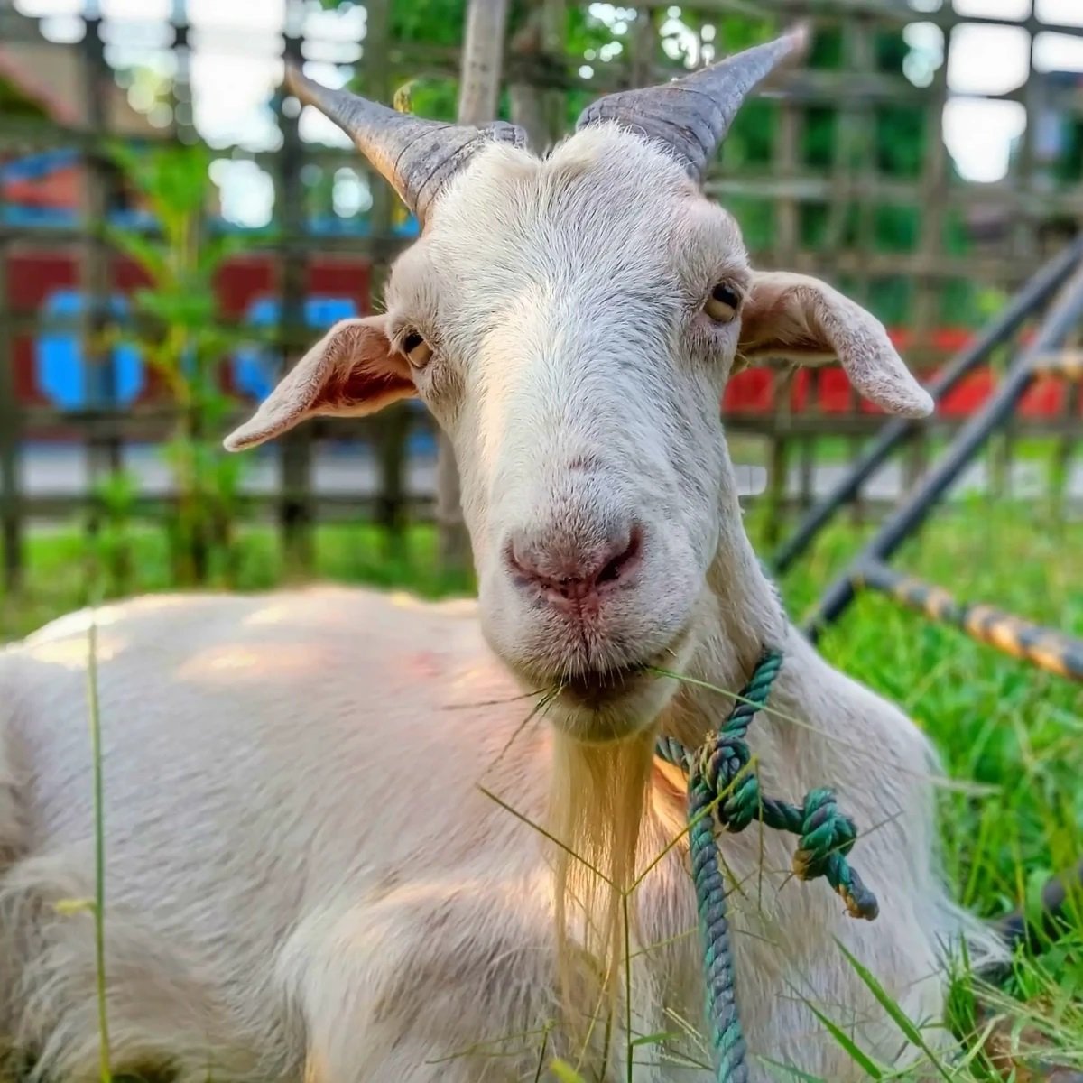 Can I Have a Goat on My Property?
