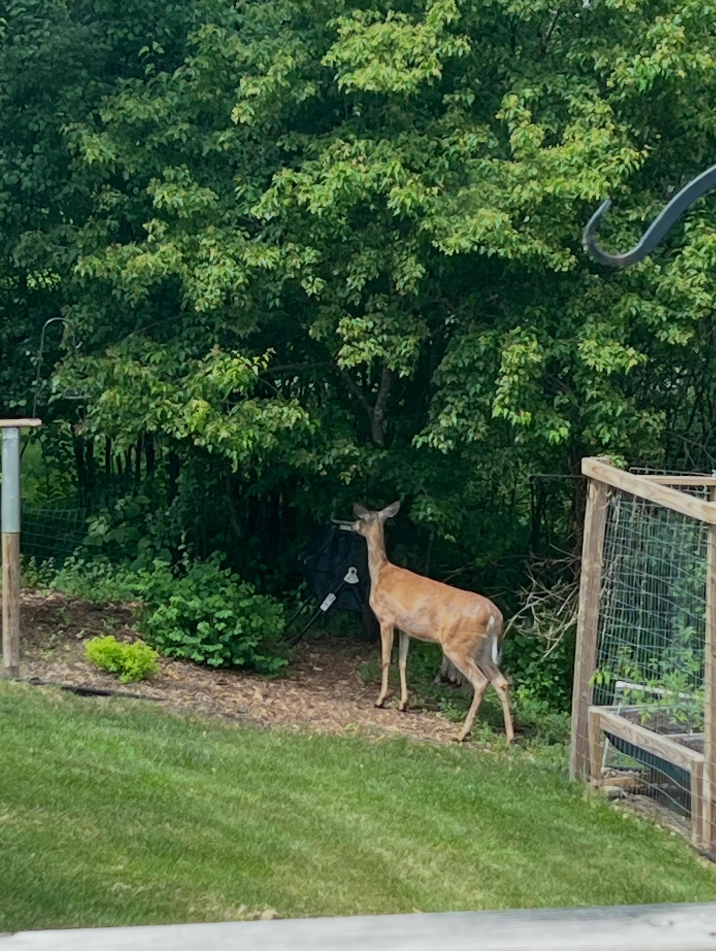 I had a friend visiting me during my morning practice yesterday! Look at this beauty. She stayed for about five minutes, peacefully gazing around and munching on leaves every so often. 

When I have visits from Mother Nature&rsquo;s creatures, I ofte