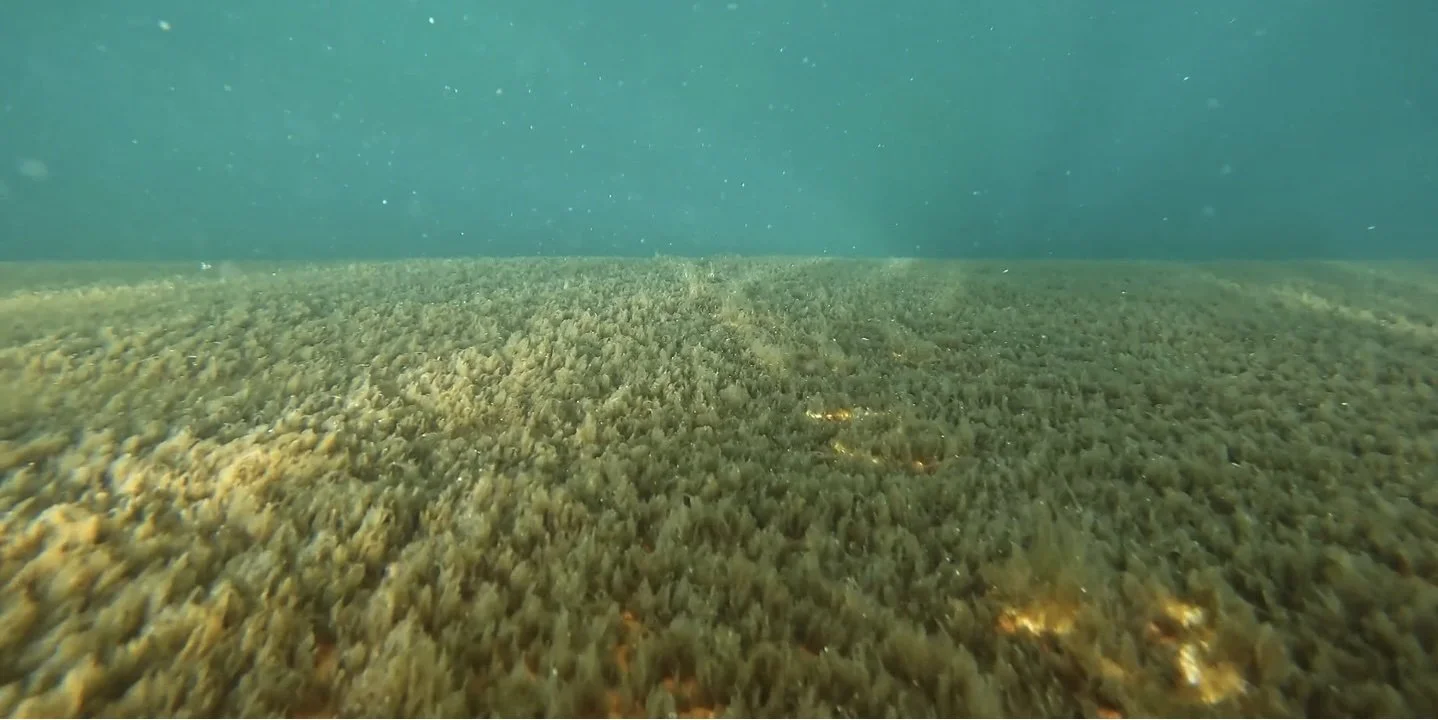 From Biofouling to Biosecurity:
