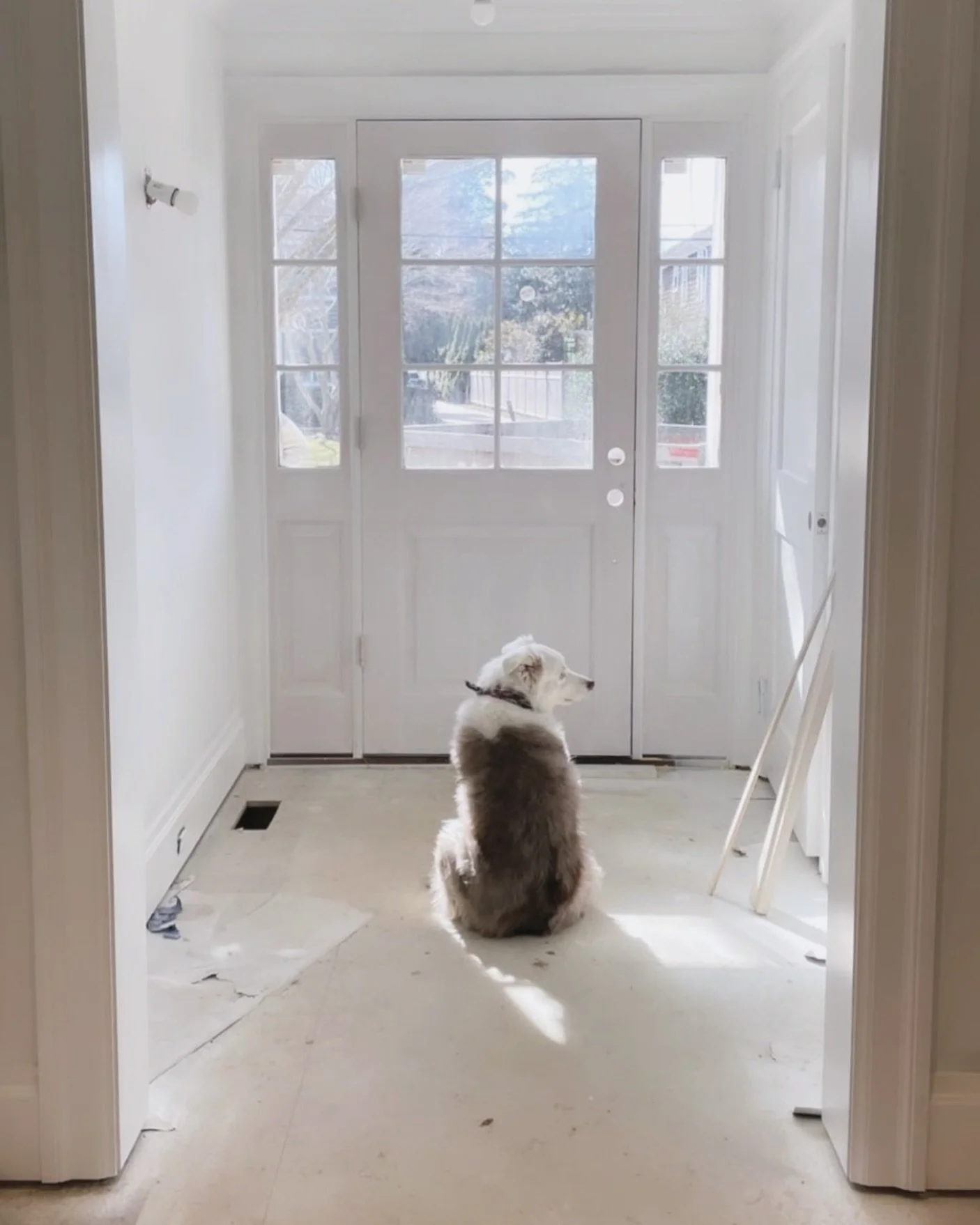 Our project manager 🐾 Molly posing for 📷 @samanthanowens on a job site in the Hamptons. 

#interiordesign #interiordesigner #interiordecor #interiorstyling #interiordecorating #drywall #frontdoor #australianshepherd #aussie #australianshepherdsofin