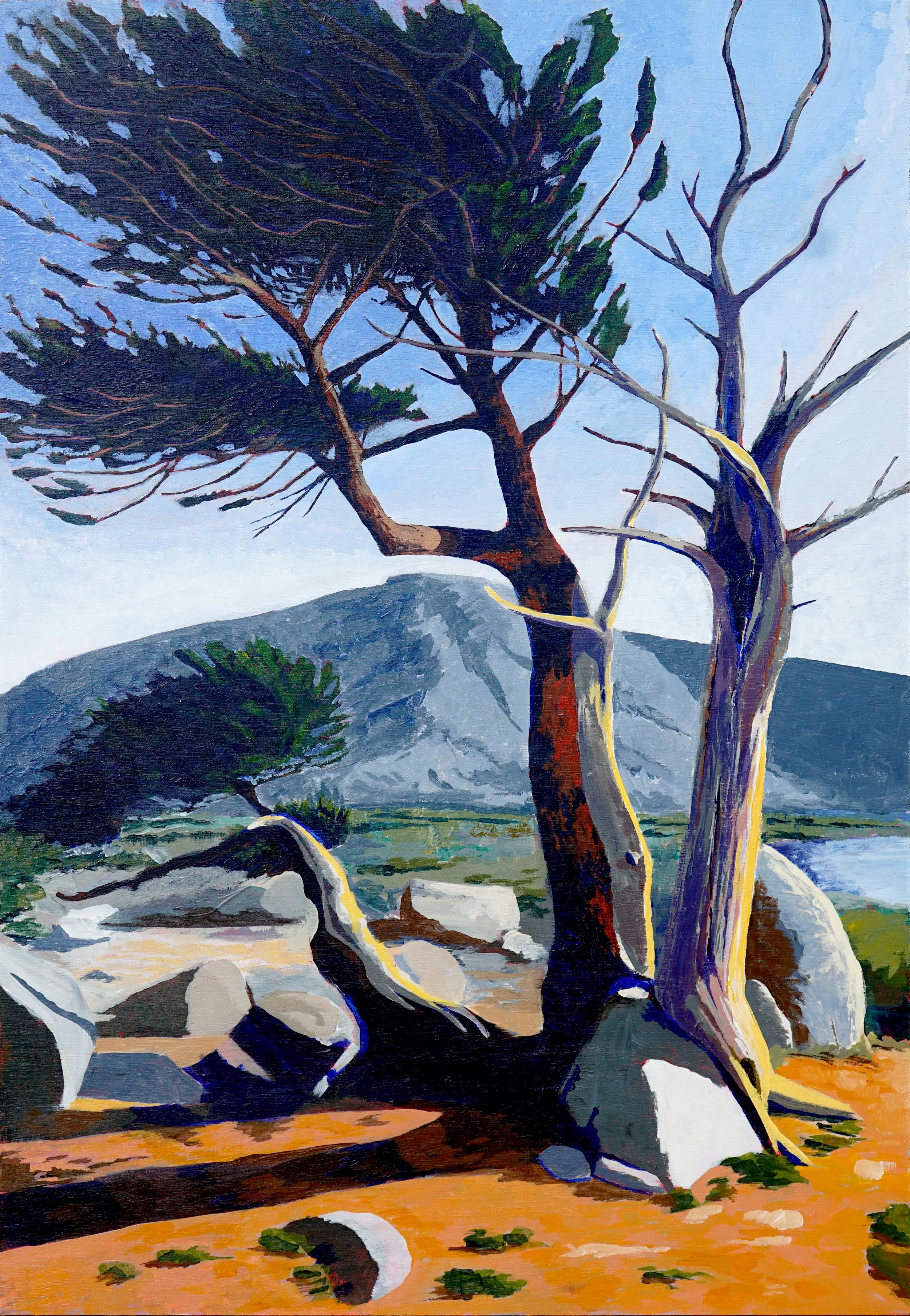 Pinus Balfouriana, 16x24" Acrylic on wood.
July 2026