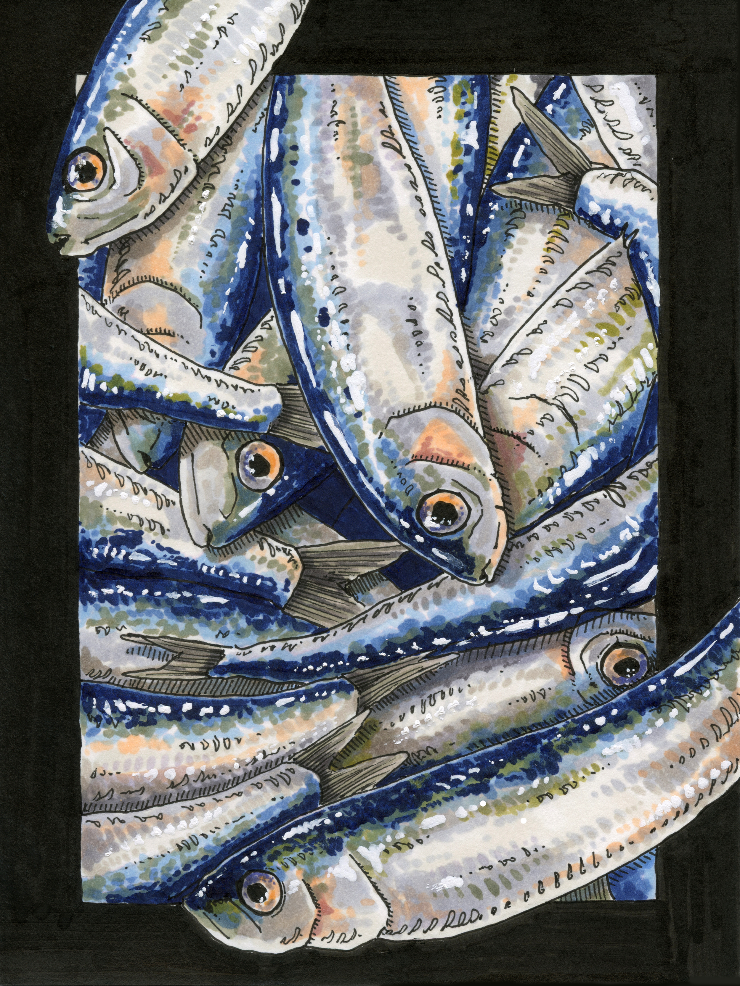 Sardine illustration, pen & ink on card stock.
July 2026