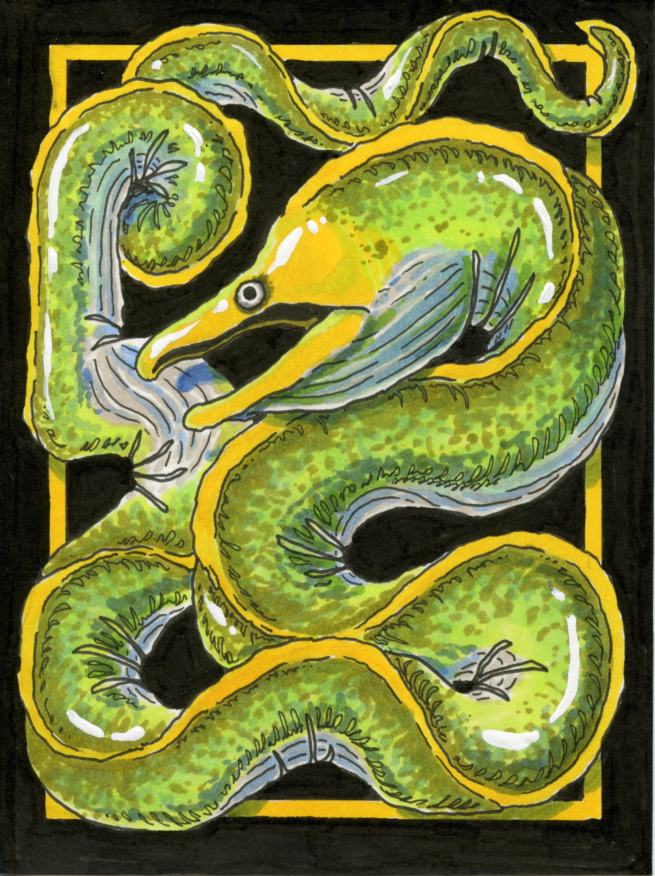California Moray illustration, pen & ink on card stock.
September 2025