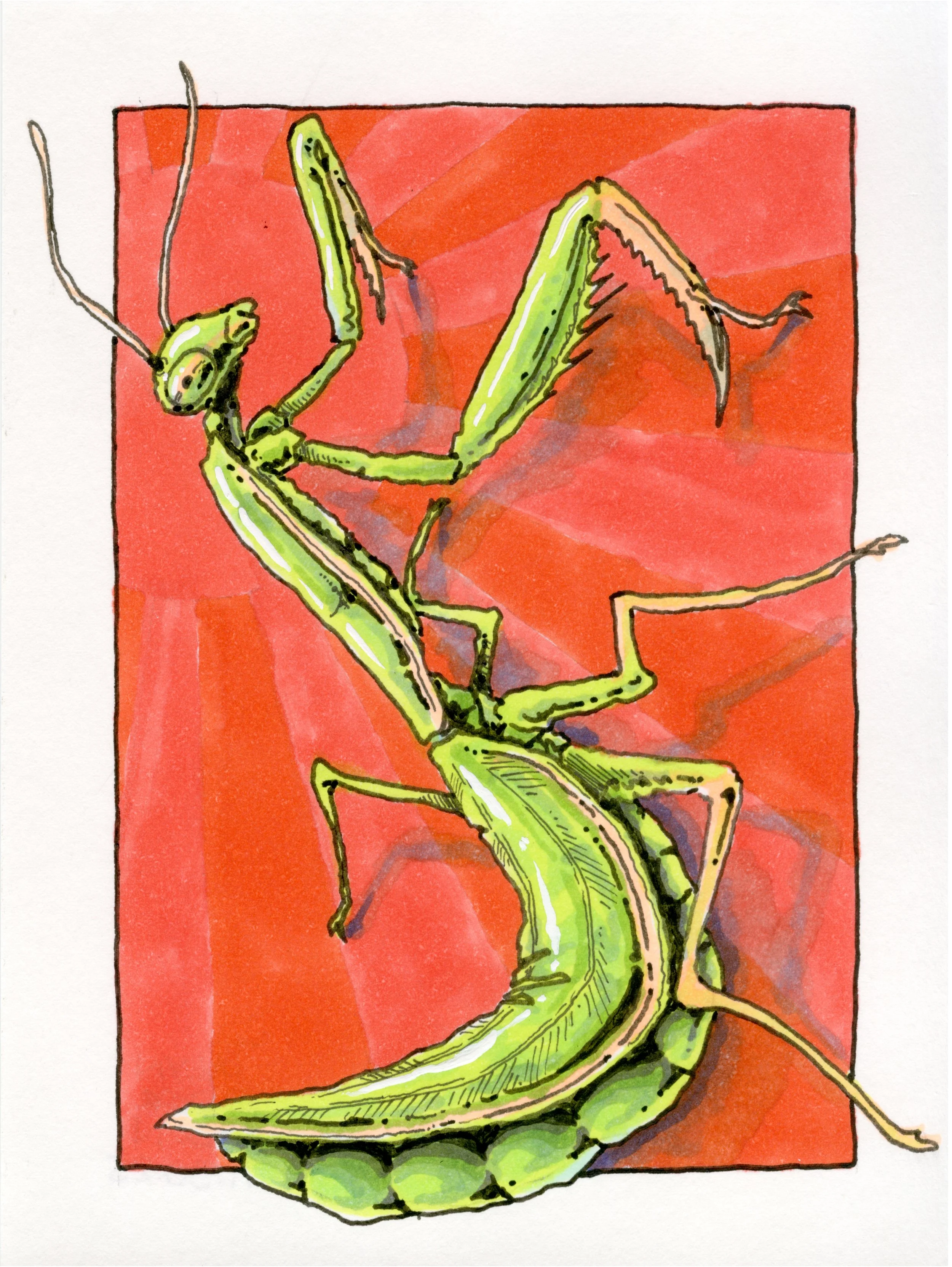 Mantis illustration, pen & ink on paper. 
November 2025