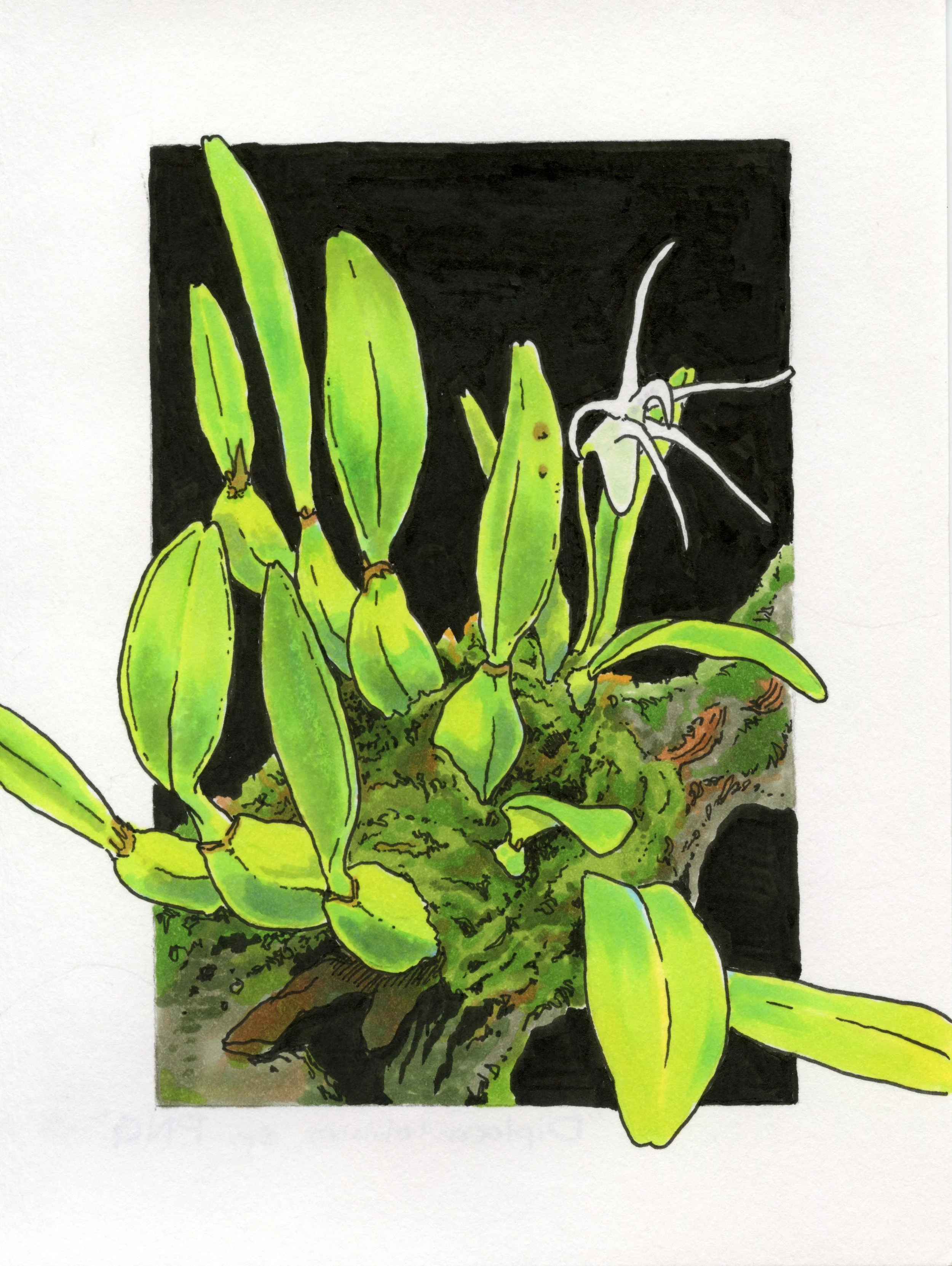 Diplocaulobium species illustration , pen & ink on card stock.
July 2026