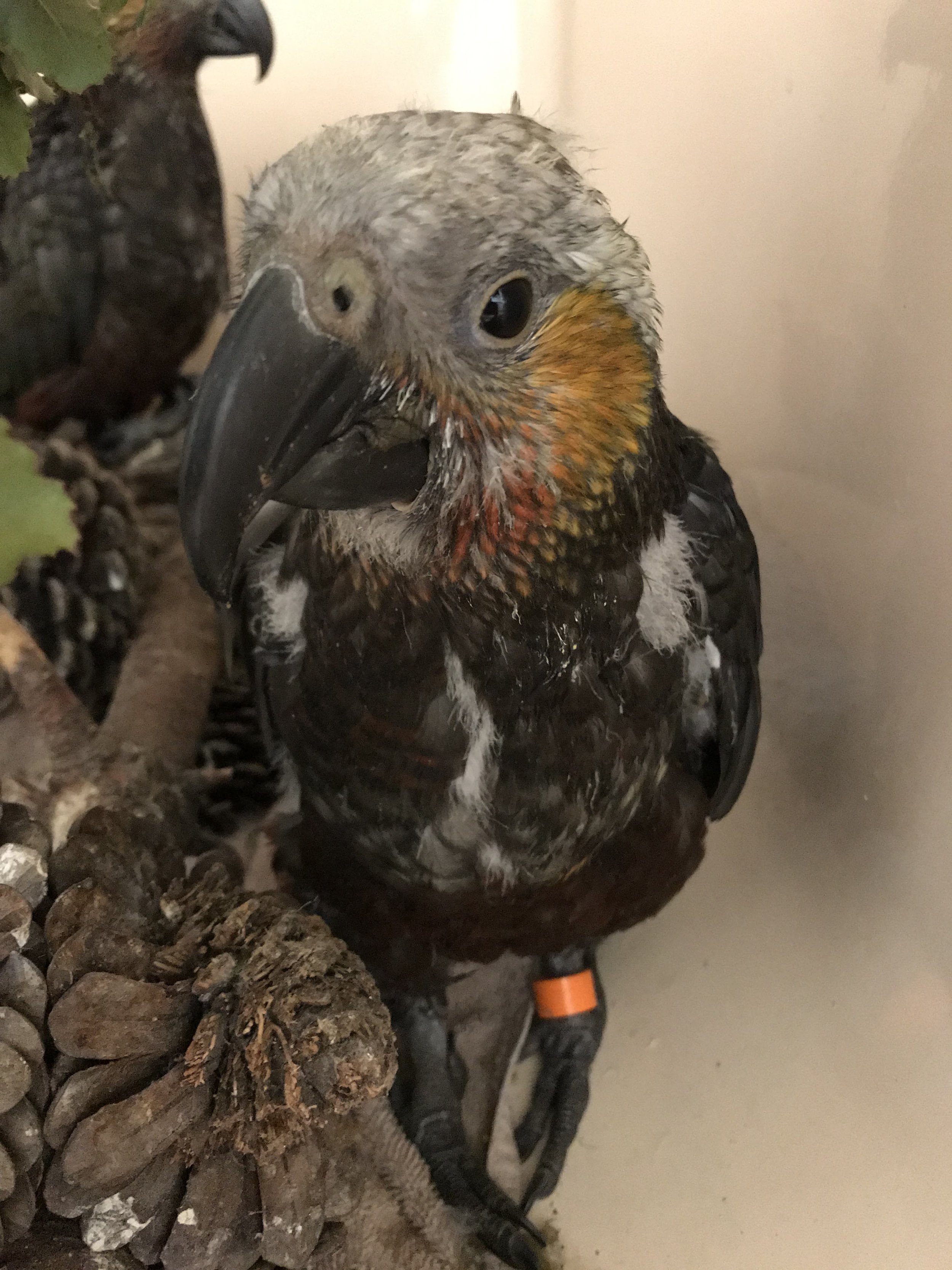 Orange+Kaka.jpeg