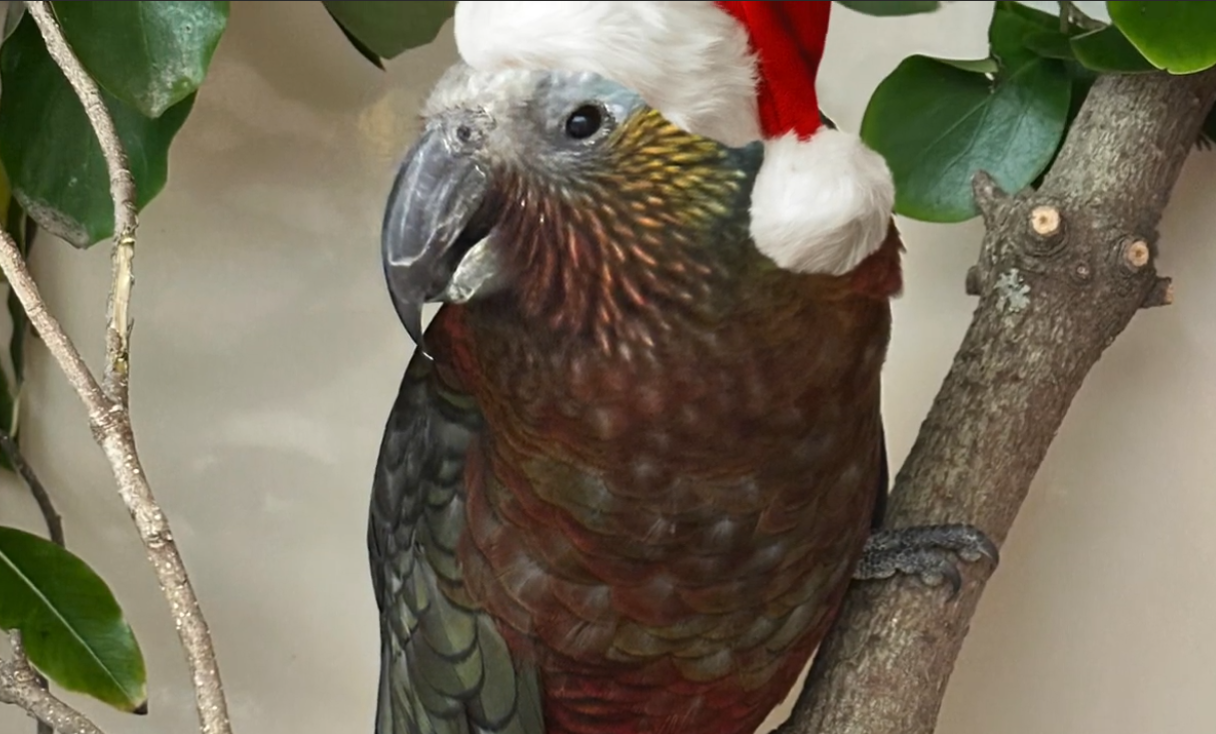 Make your Christmas count by supporting our native wildlife