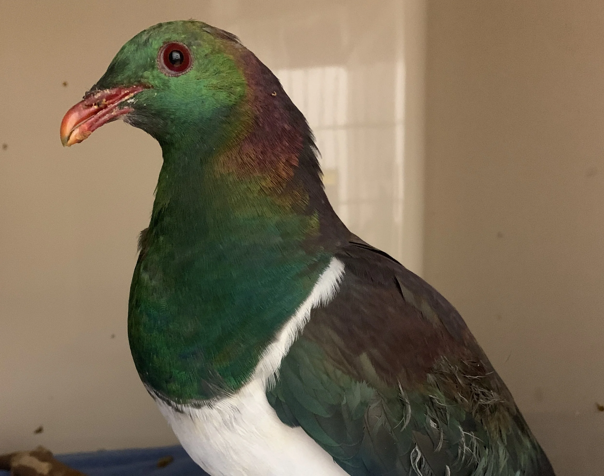 Help prevent window strike