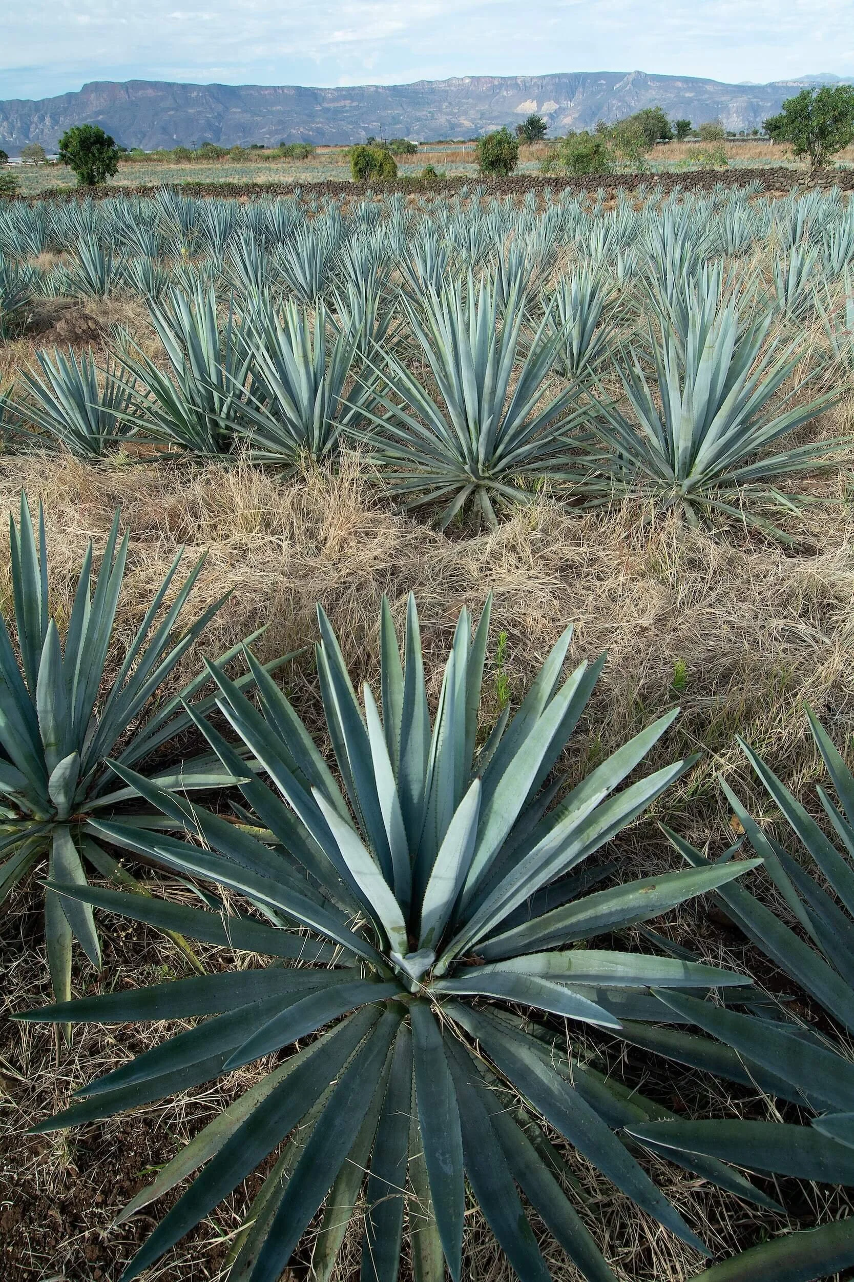 Rows of blue agave plants growing in a field near the mountains, source of Sayulita's tequila tasting tours