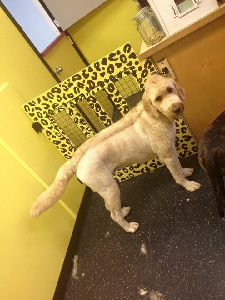 Dog with freshly trimmed fur standing indoors next to a leopard-print gate, on a dark floor with fur clippings around.