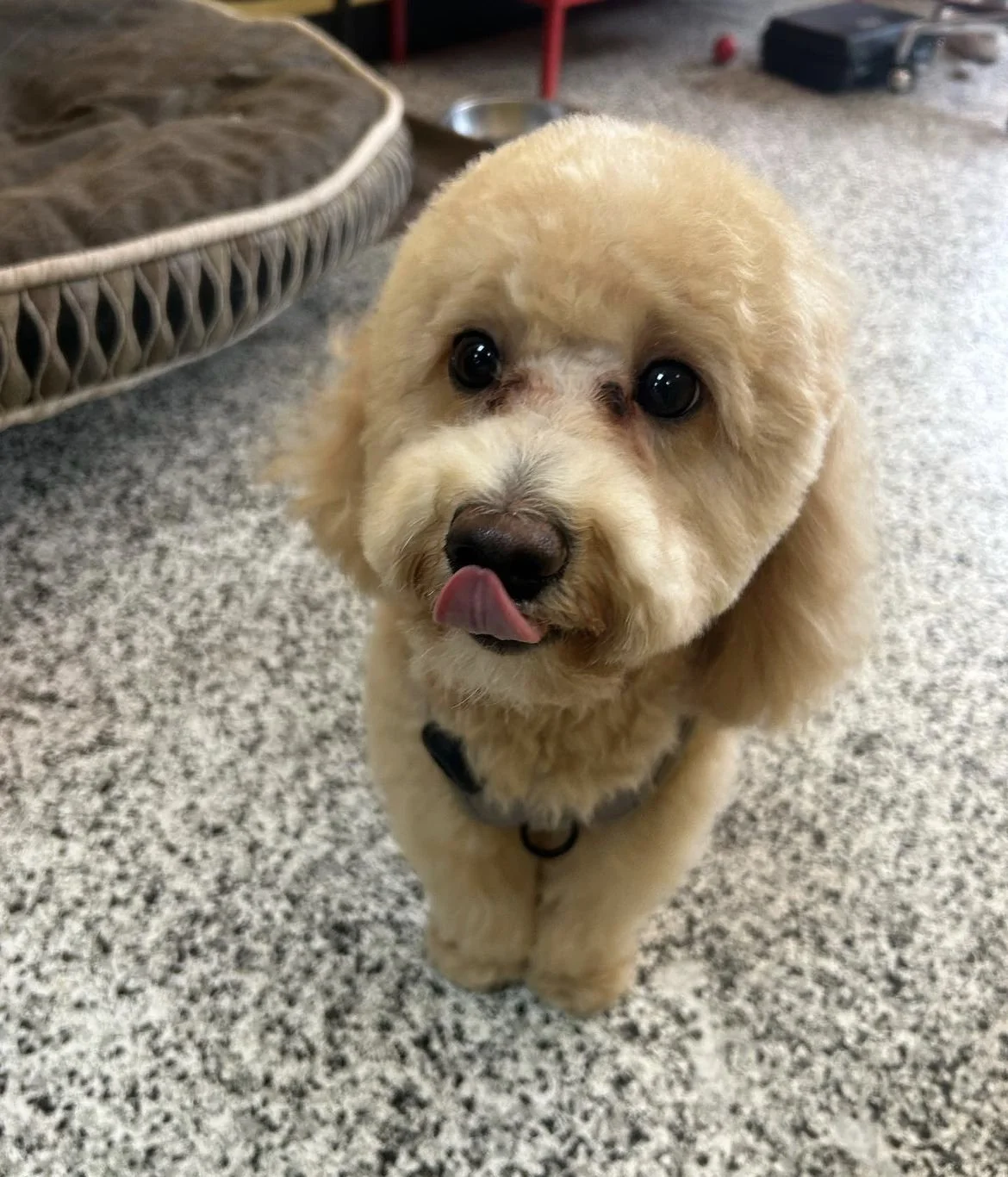 Small fluffy dog with light brown fur licking its nose, standing on speckled floor next to a dog bed.