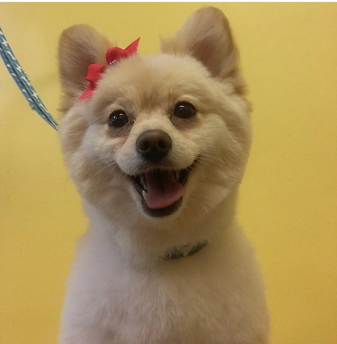 Smiling Pomeranian dog with red bow, yellow background.