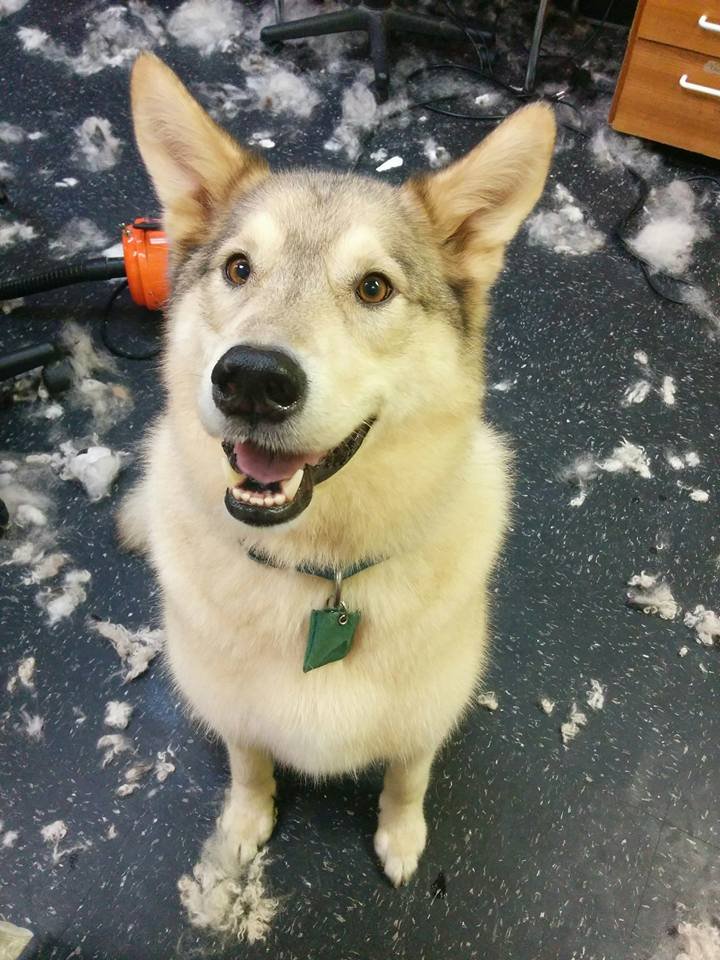 Happy dog sitting in a grooming area with fur on the floor