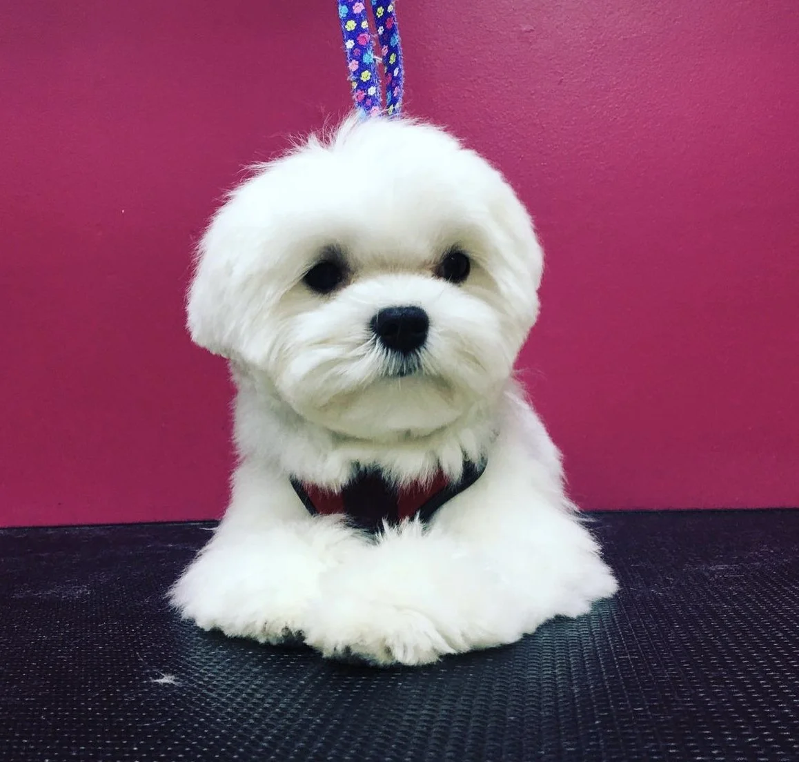 Small white dog with fluffy fur sitting against a pink background.