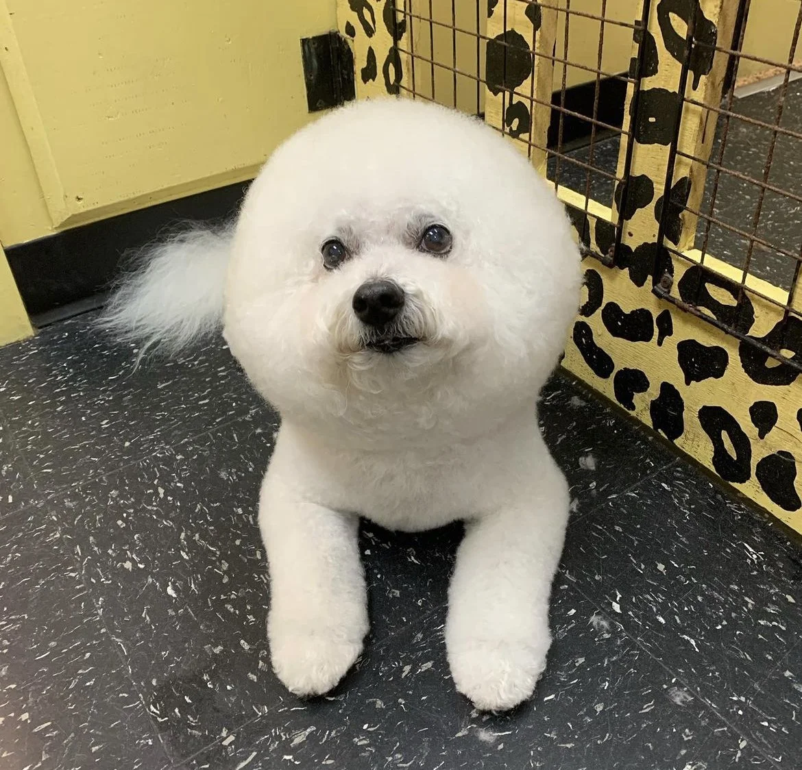 Bichon Frise with round fluffy fur coat indoors