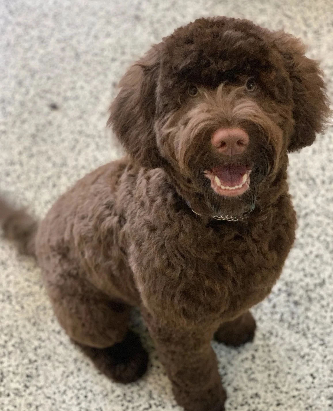 Brown curly-haired dog sitting on a speckled floor.