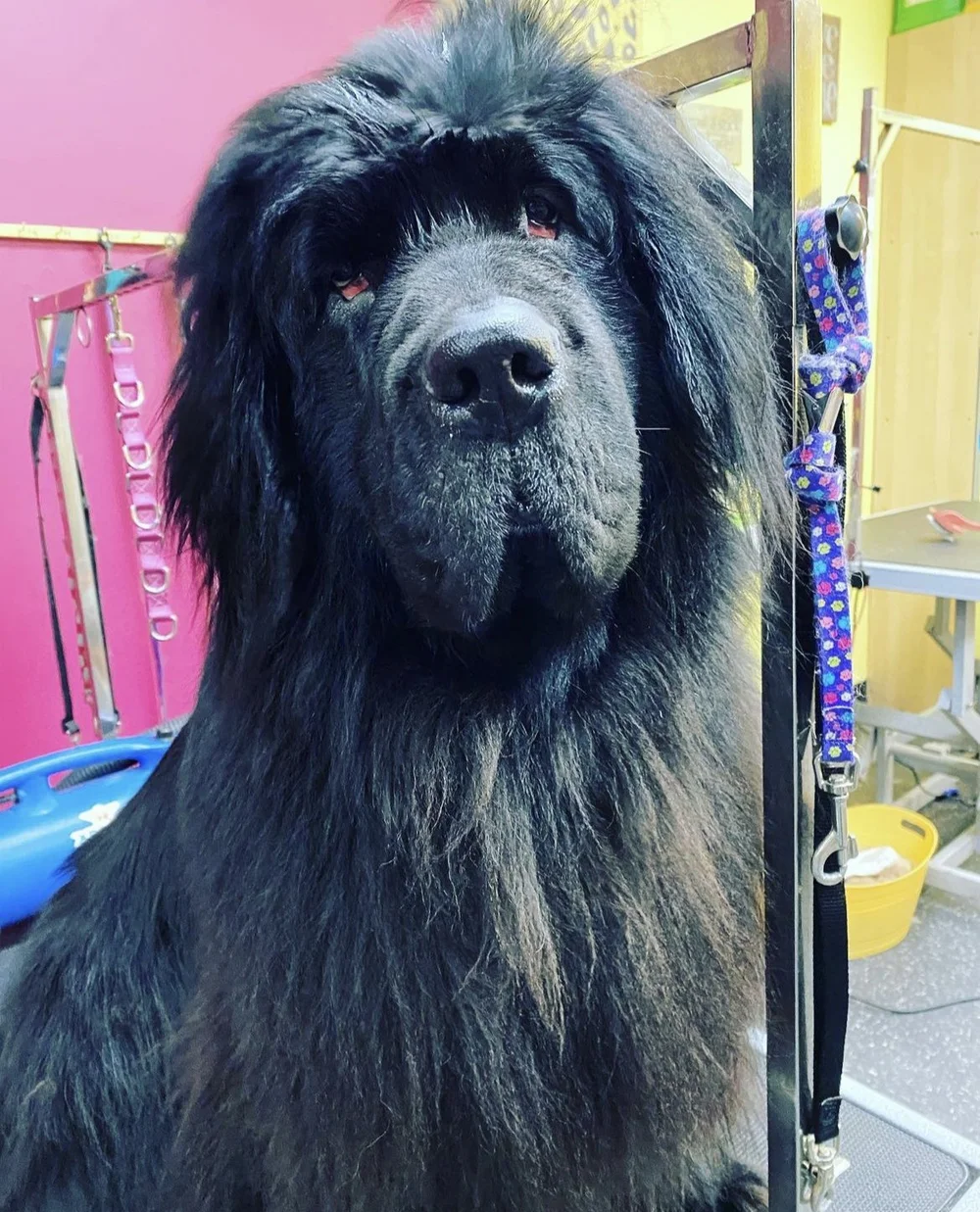 Dog Grooming Vancouver — Paw Prints Grooming