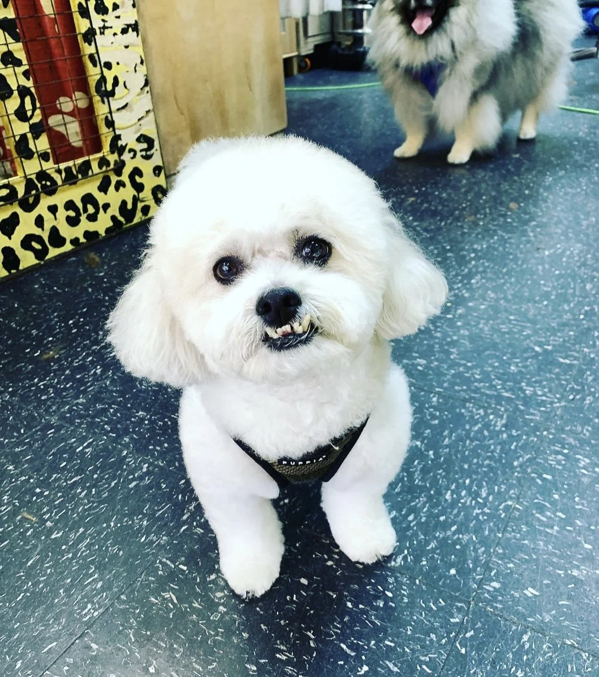 Small white fluffy dog with an underbite sitting indoors on a tiled floor, with another dog in the background.