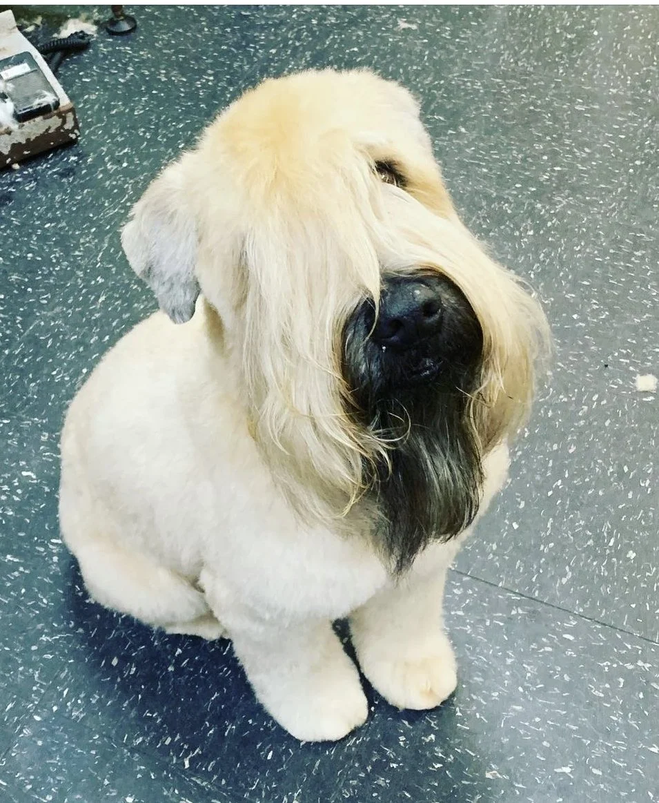 Soft-coated Wheaten Terrier with long fur covering eyes, sitting on a tiled floor.