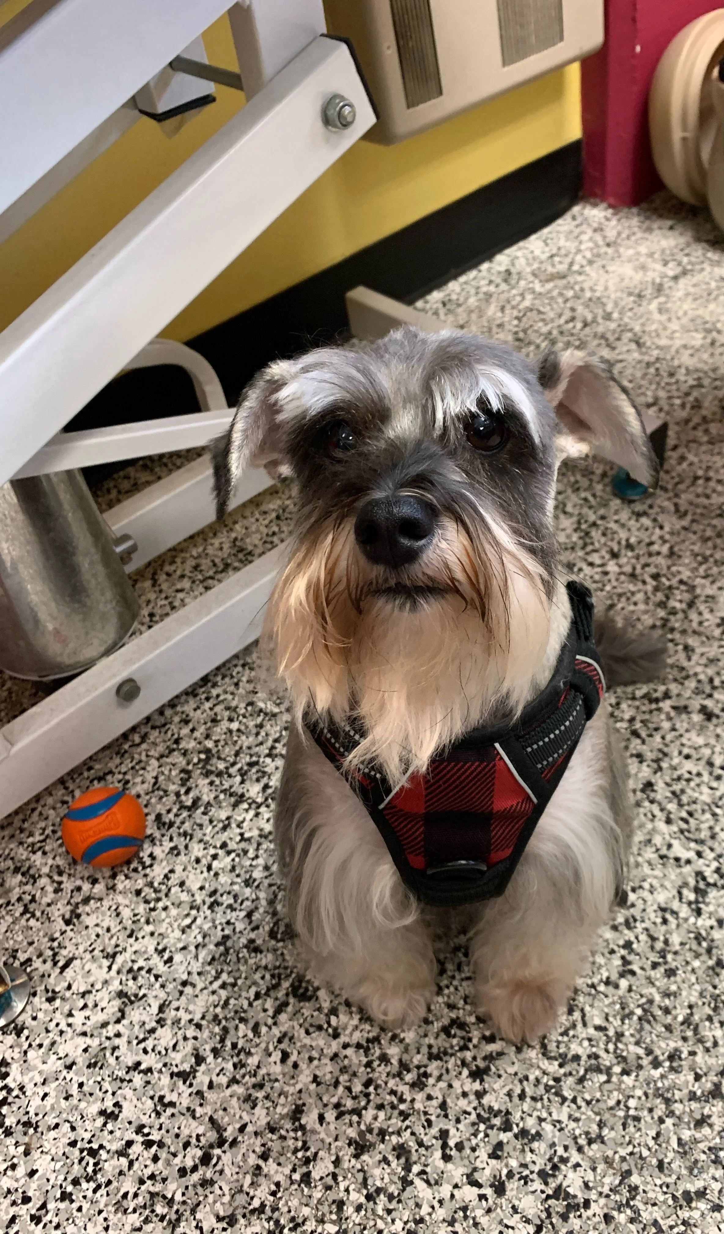 Schnauzer dog wearing a plaid harness sitting on speckled floor with a toy ball nearby.