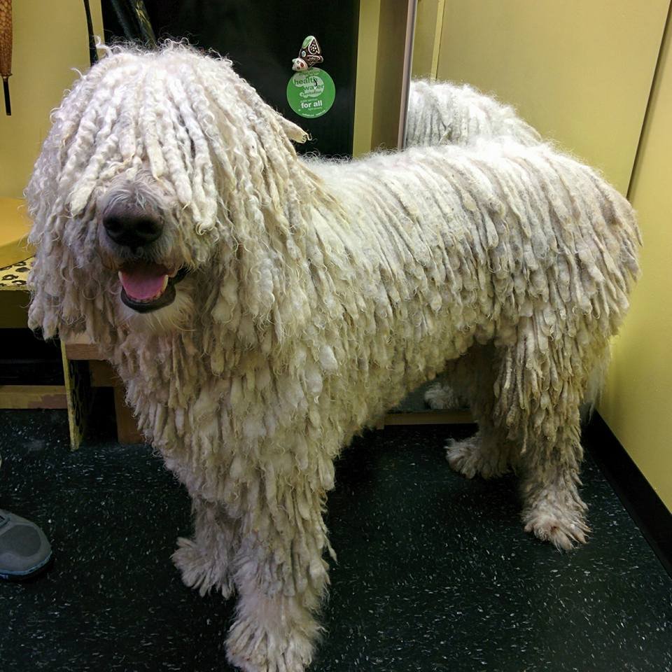 Komondor dog with long, corded white coat standing indoors.