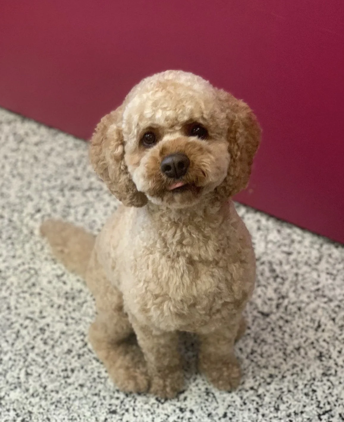 A curly-coated brown dog sitting on a speckled floor, with a magenta background.