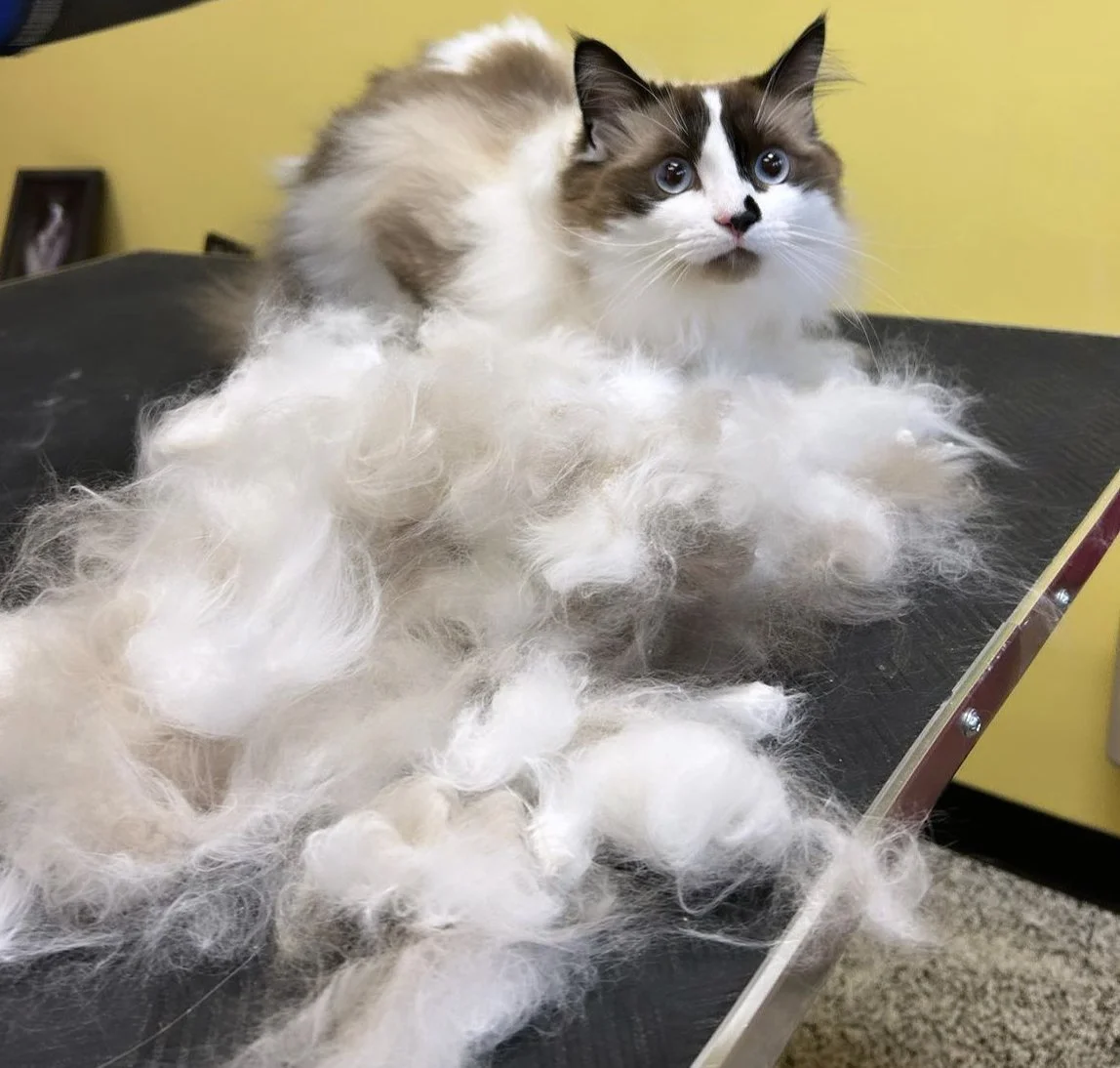 Long-haired cat on a grooming table with removed fur clumps