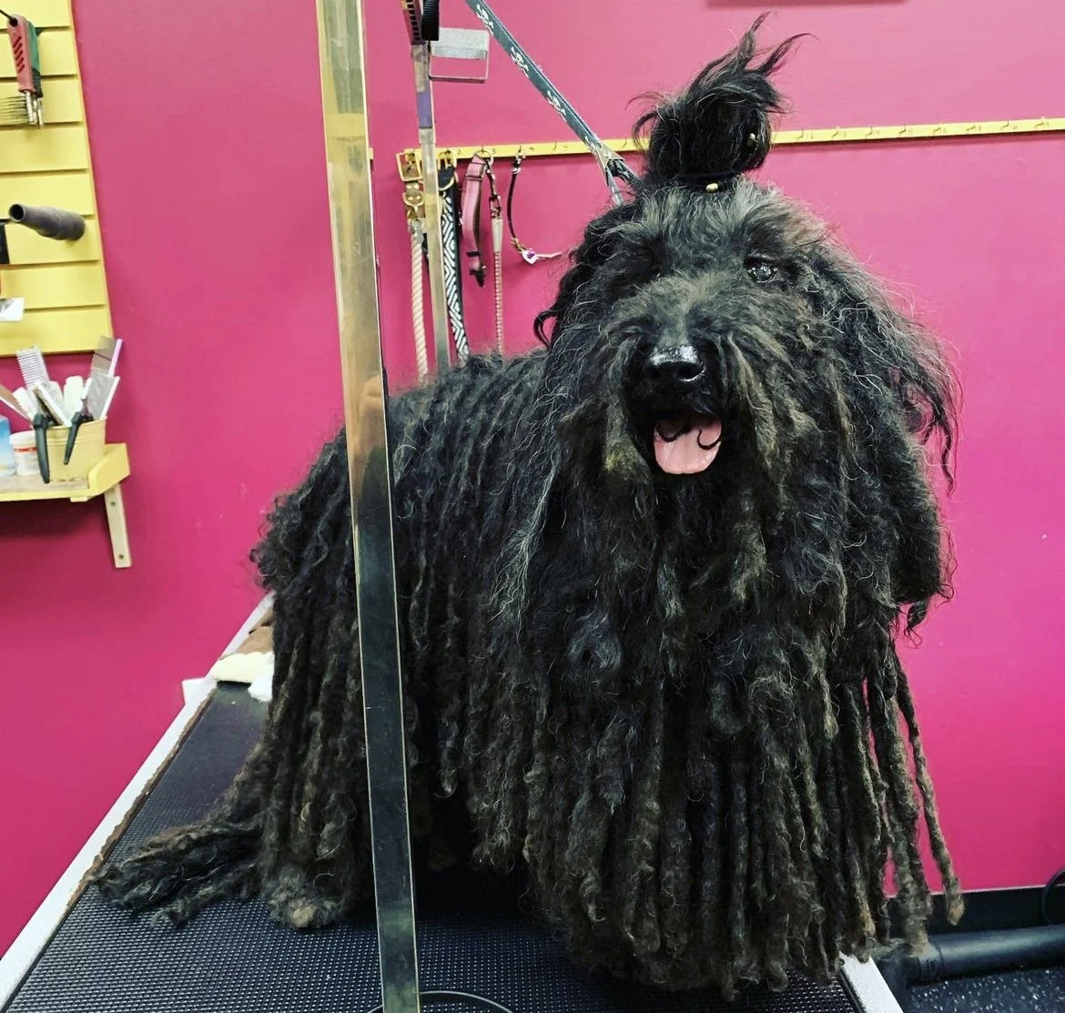 Dog Grooming Vancouver — Paw Prints Grooming