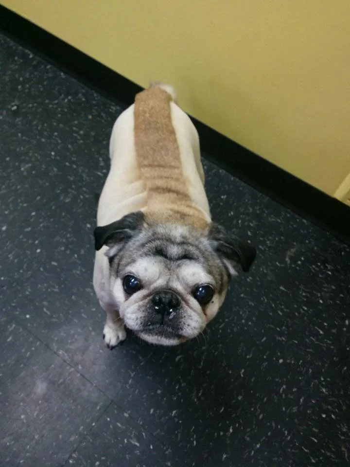 Pug with a unique shaved pattern on its back standing on a black tiled floor.