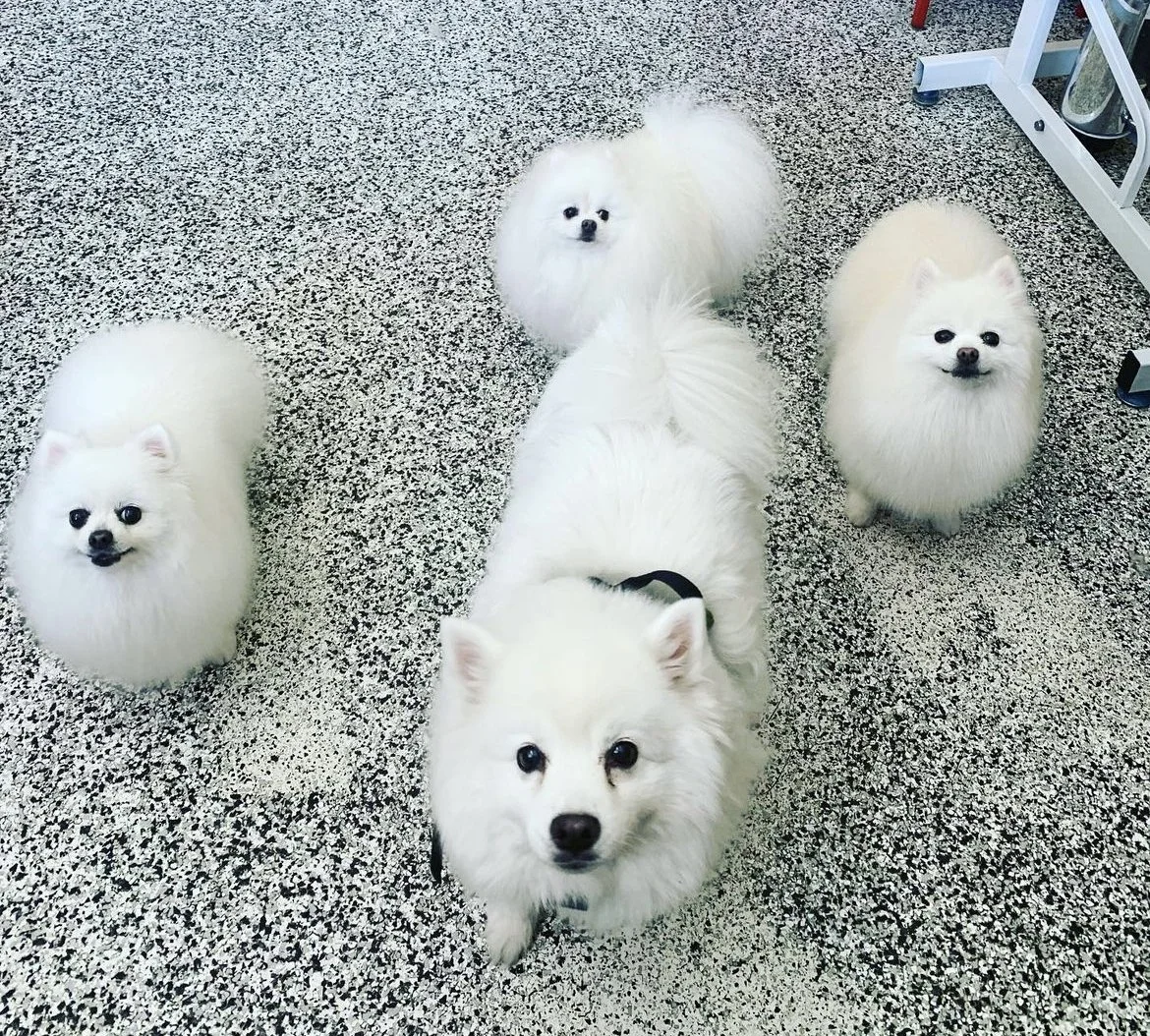 Four fluffy white dogs standing together on a speckled floor.