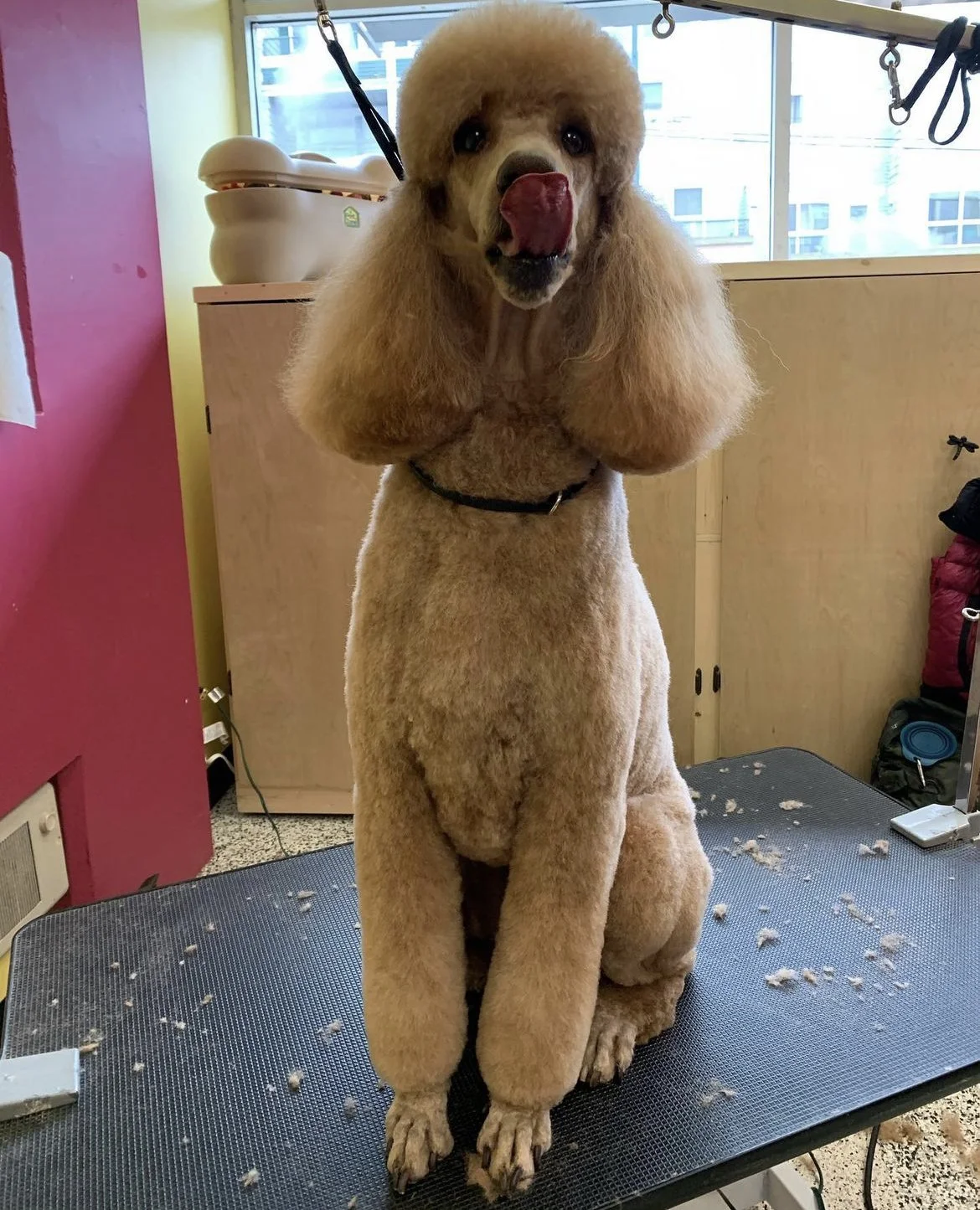Poodle on grooming table with trimmed fur