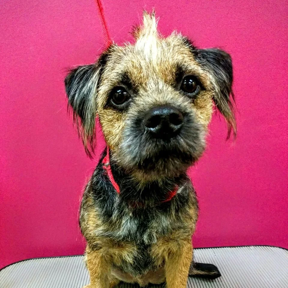 Small brown dog with wiry fur and red harness in front of pink background