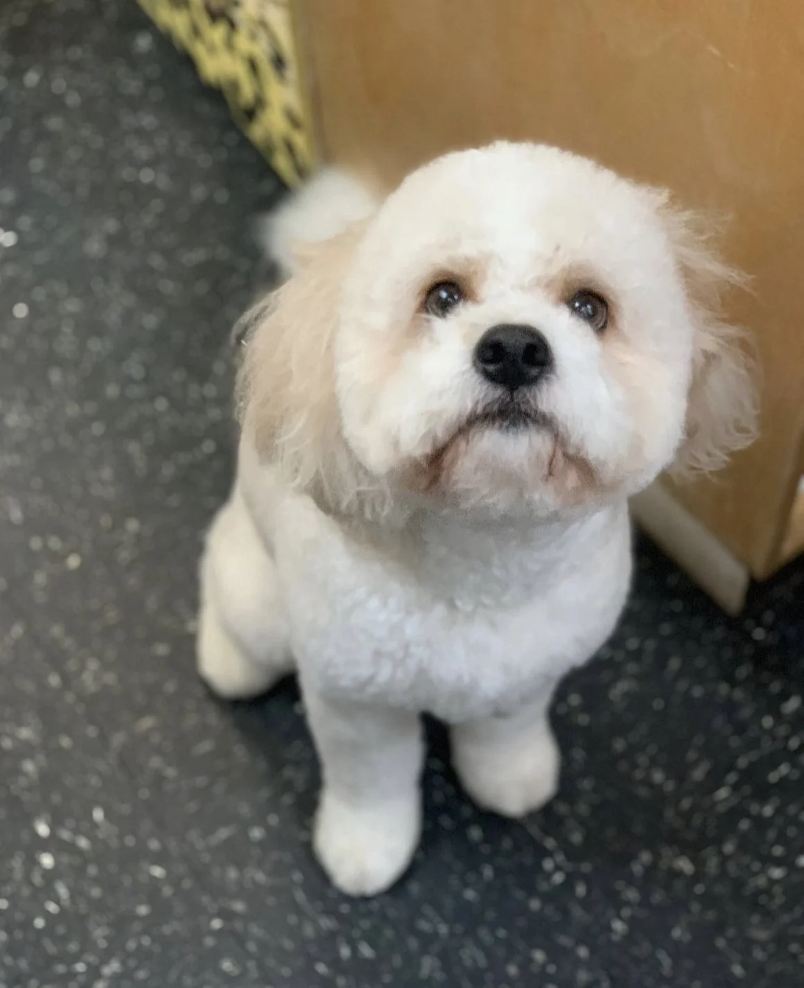 Fluffy white dog with a groomed coat sitting on a textured floor, looking up.