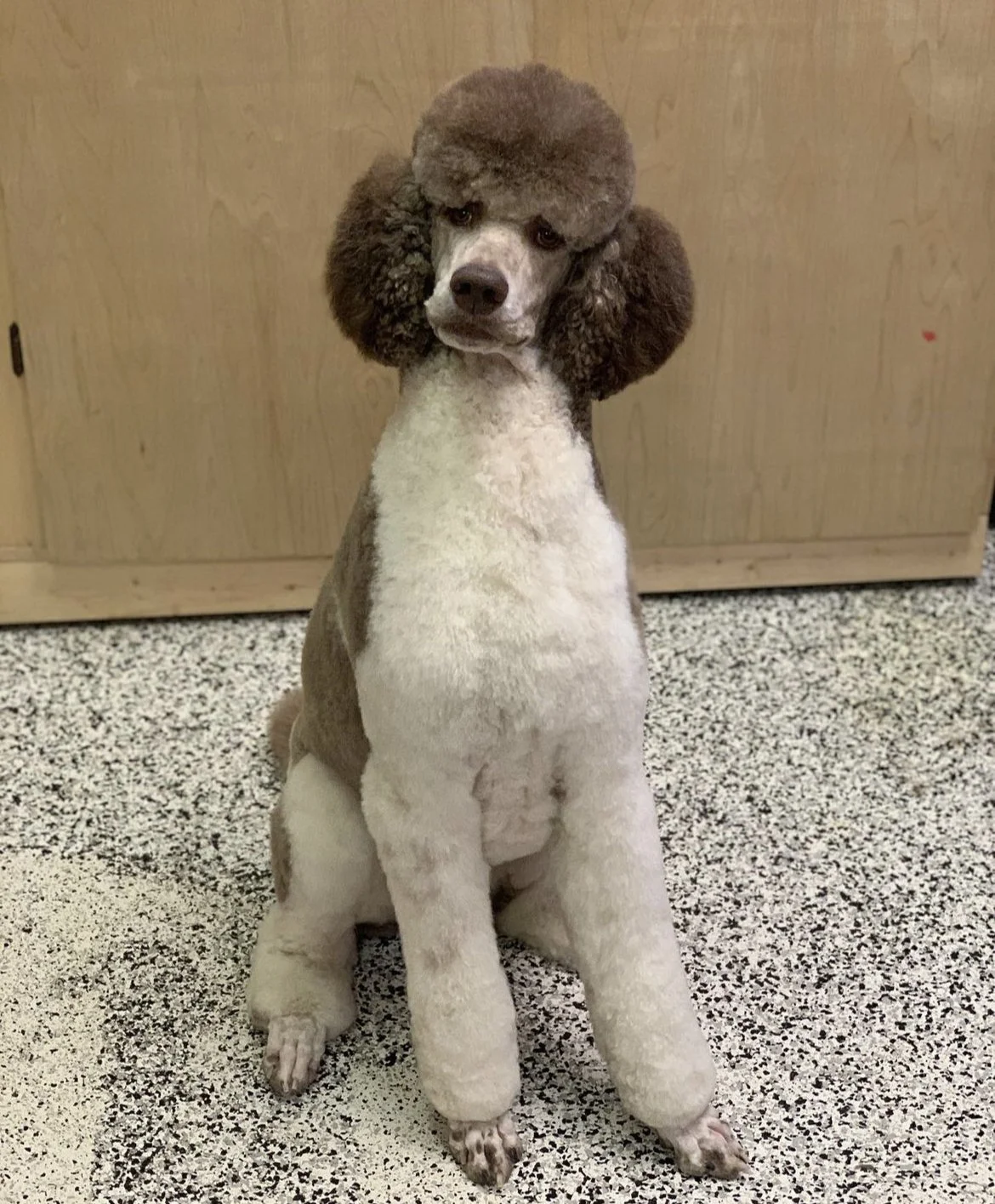 A poodle with a well-groomed coat sitting on a speckled floor with a wooden background.