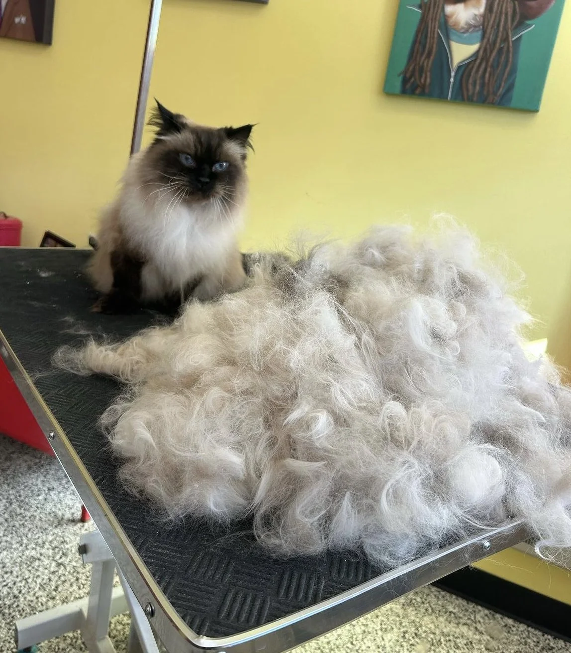 A fluffy cat sitting on a grooming table next to a large pile of shed fur.