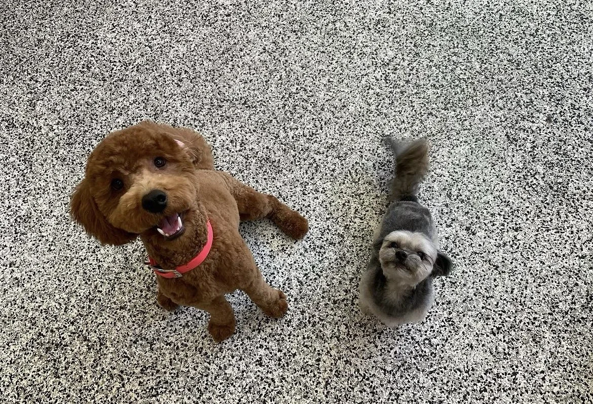 Two small dogs on a speckled floor, one brown with a pink collar, the other gray and fluffy.