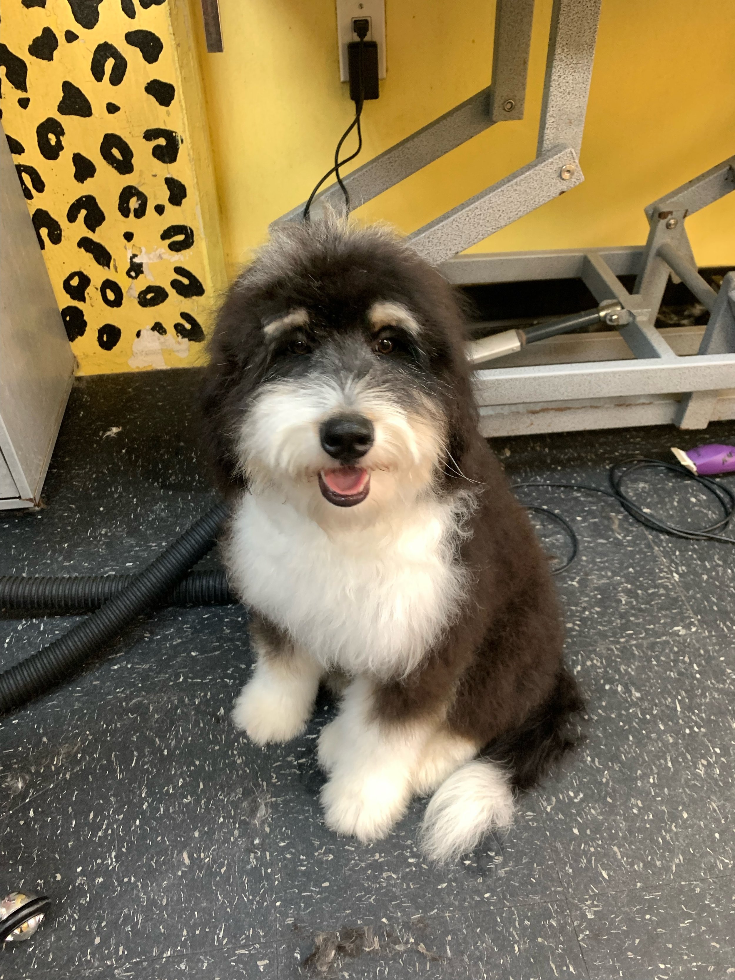 Fluffy black and white dog sitting indoors on a tiled floor, with a grooming table and leopard print wall background.
