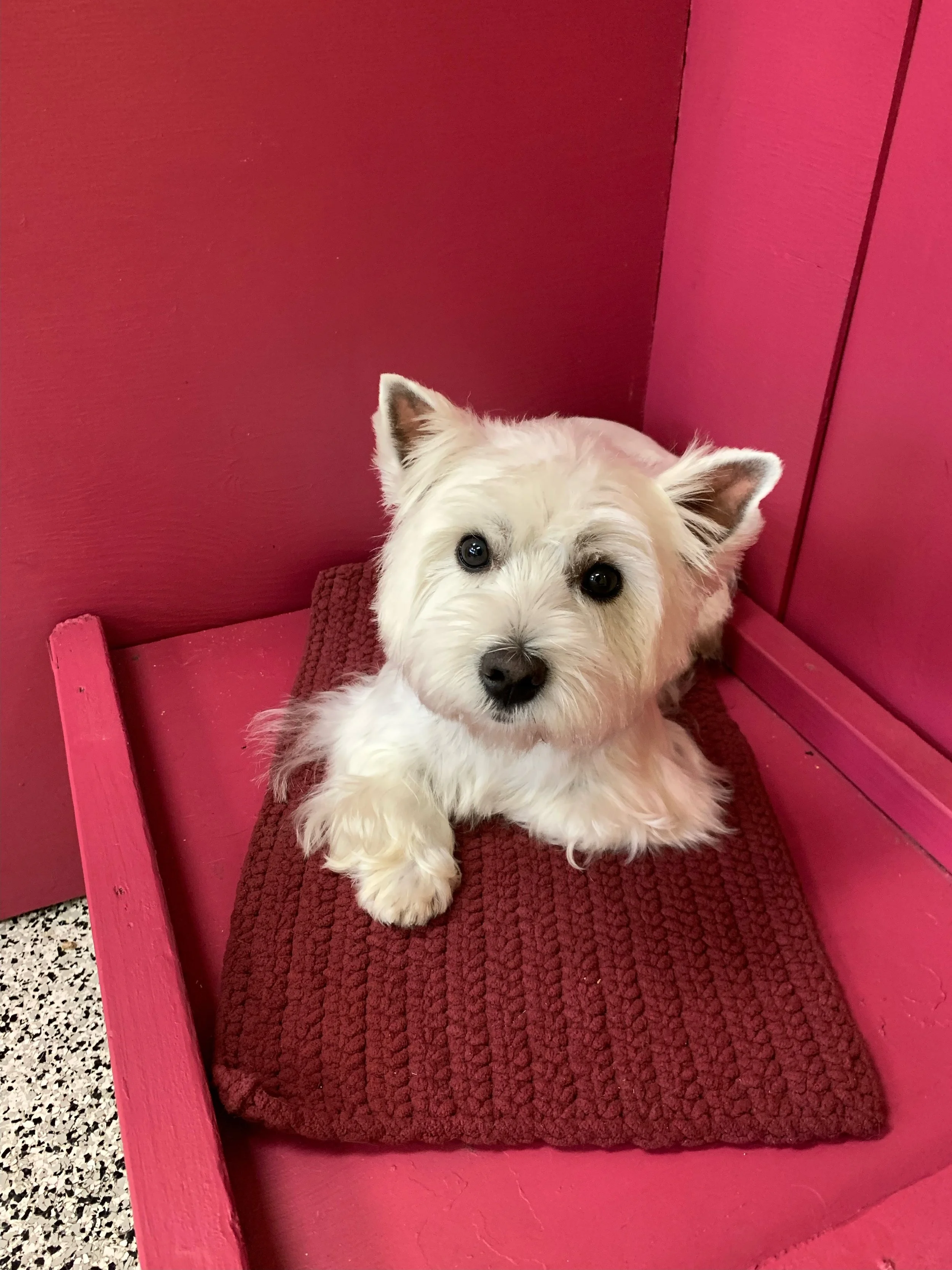 White fluffy dog sitting on a red cushion against a pink wall.